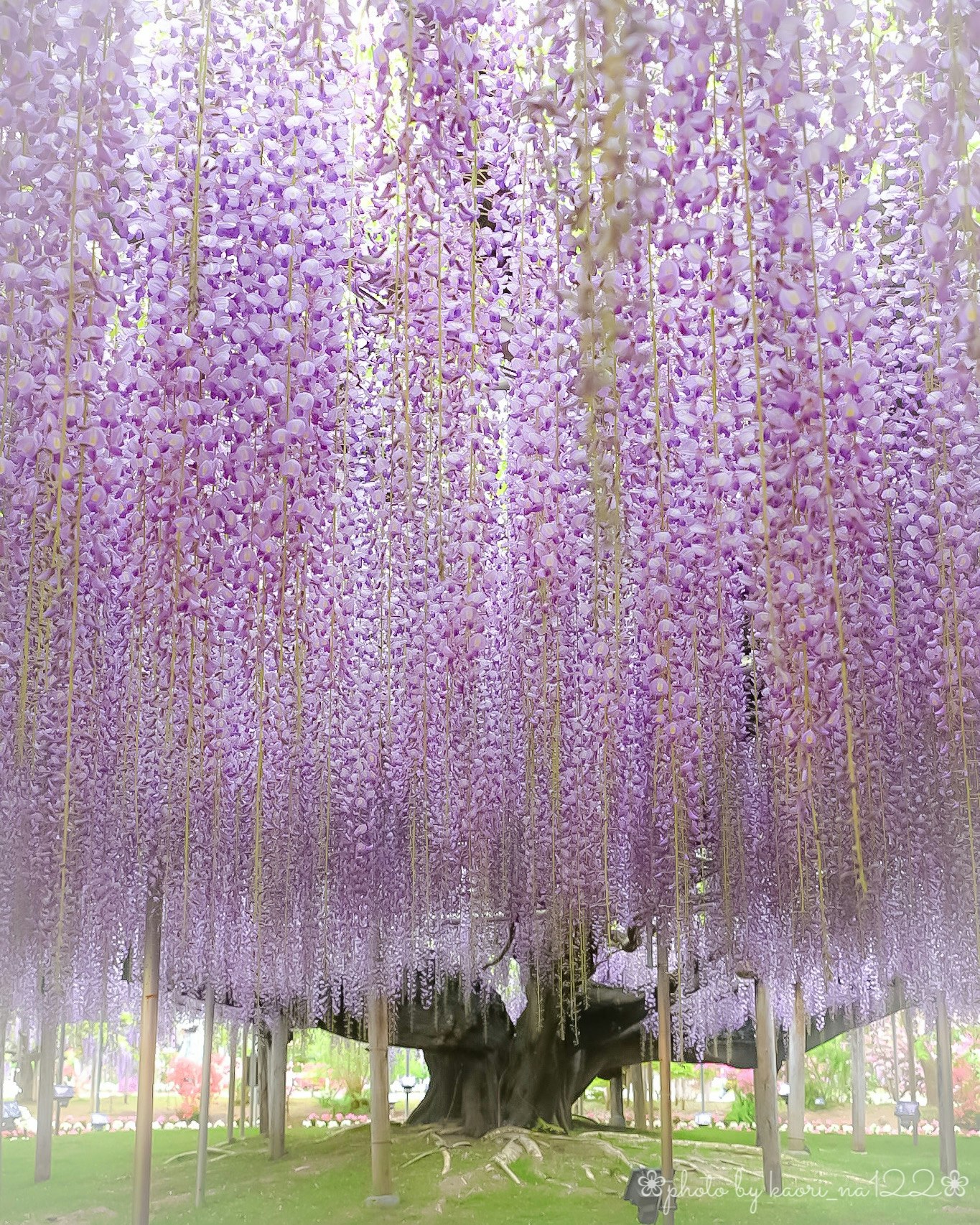 藤の花が垂れる庭の木と小さなベンチ