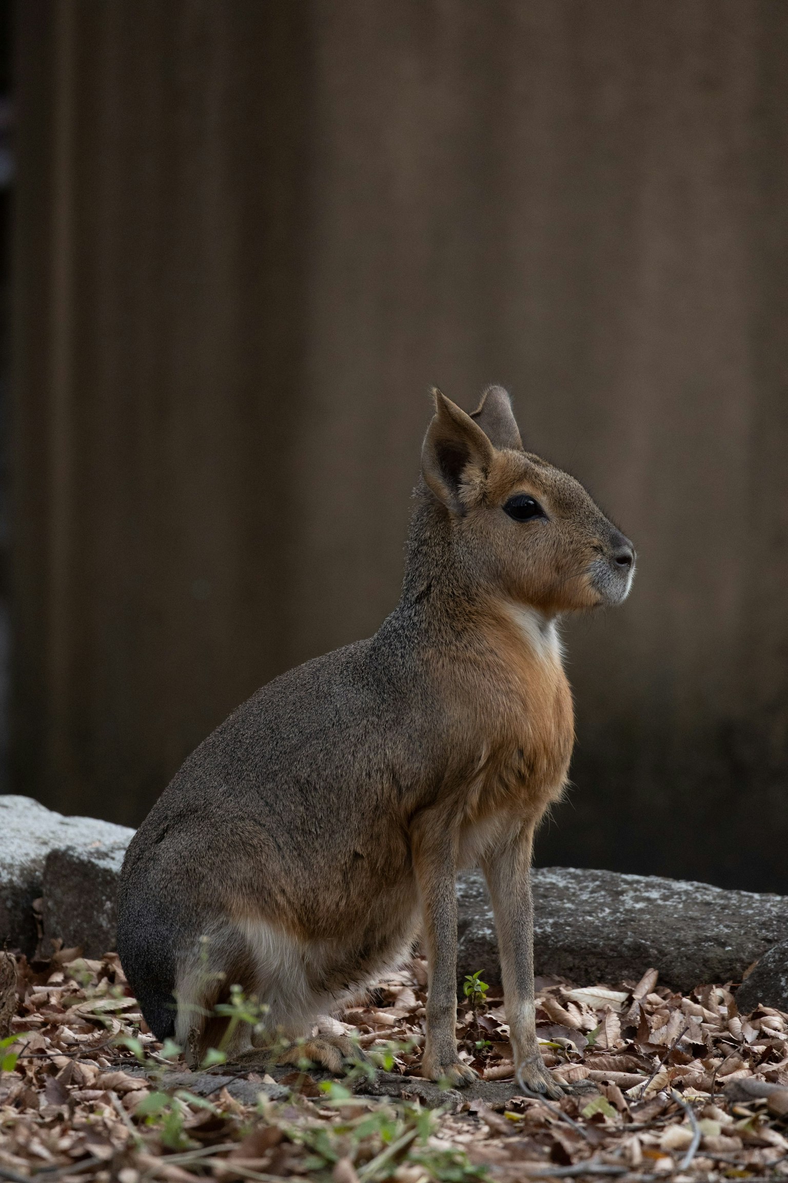 一隻小動物坐在地上，毛色為棕色