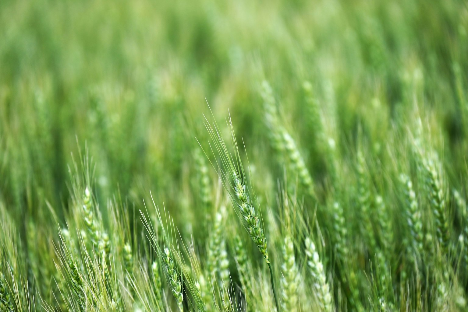 Nahaufnahme eines grünen Weizenfeldes