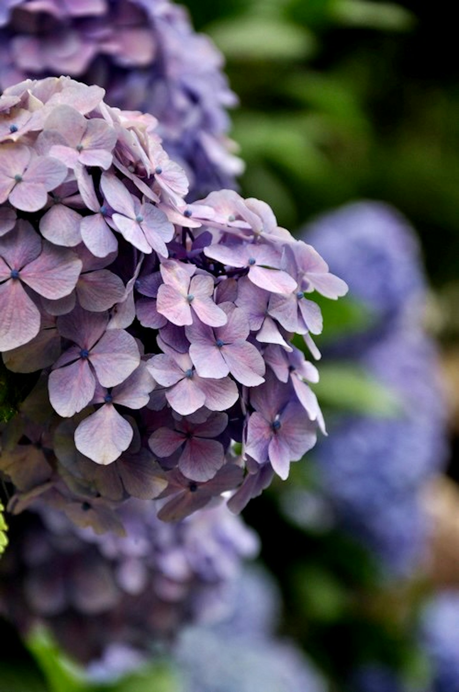 Primer plano de flores de hortensia moradas pálidas en flor