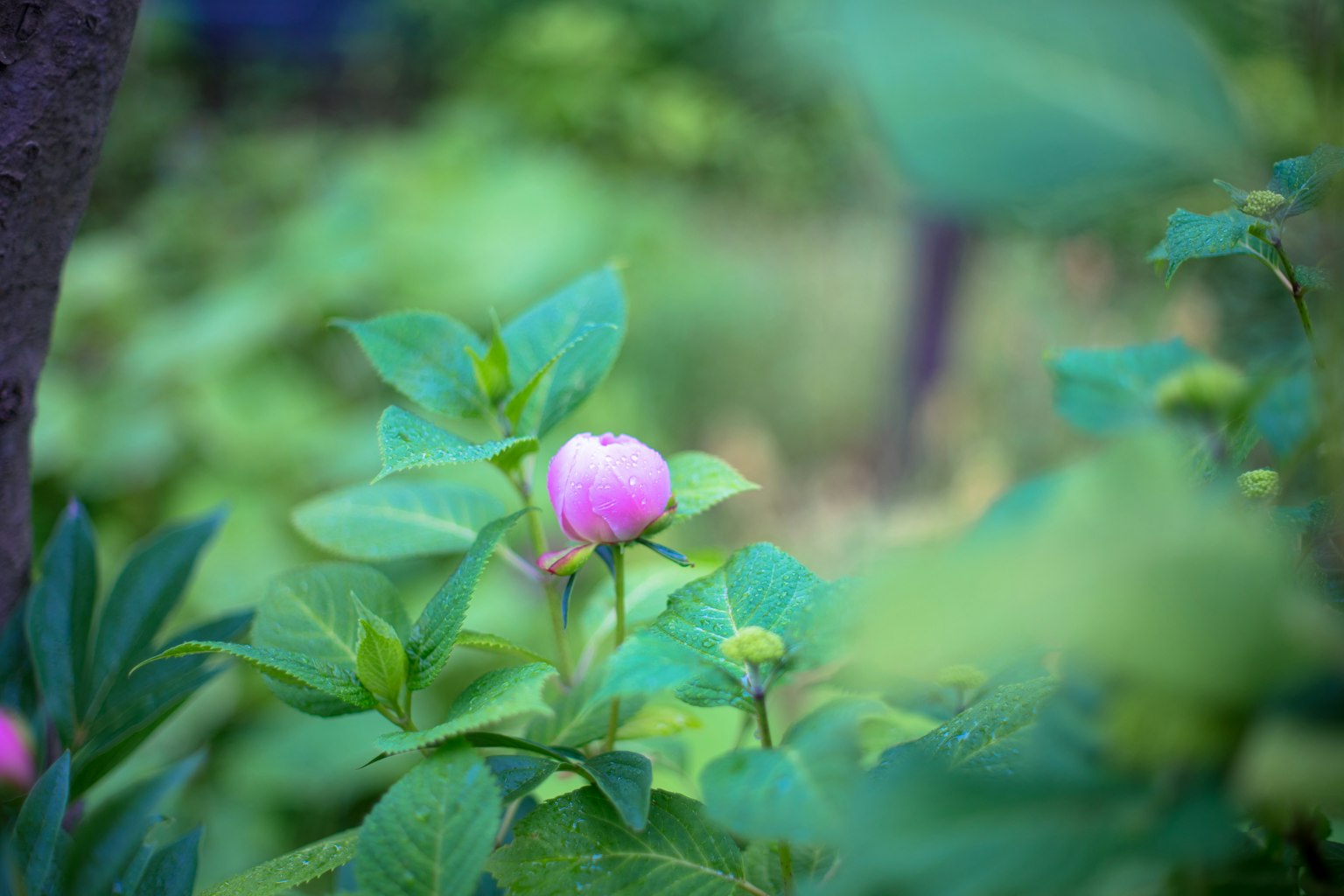 Une scène de jardin avec un bouton de fleur rose pâle entouré de feuilles vertes
