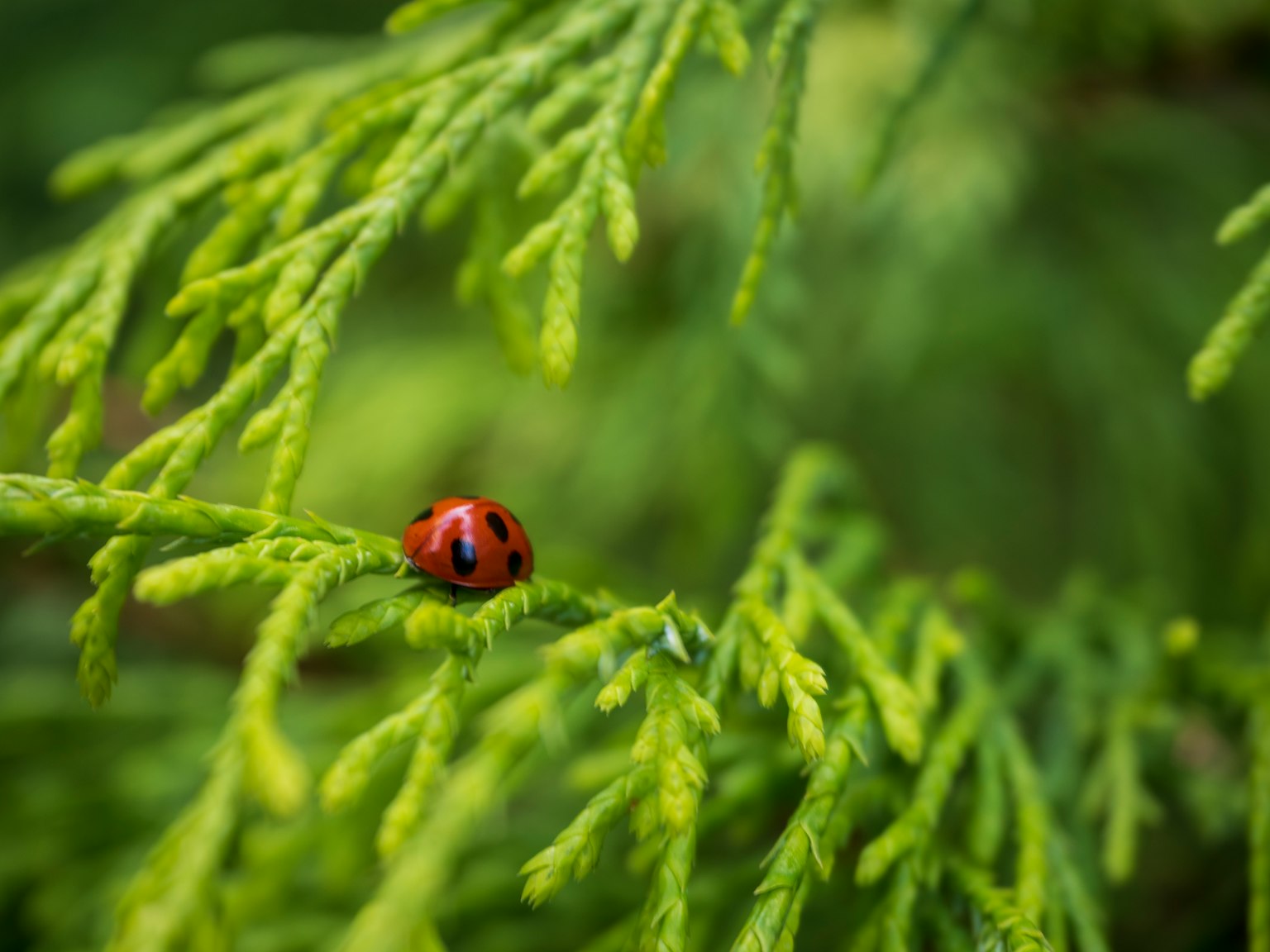 Red ladybug on green foliage