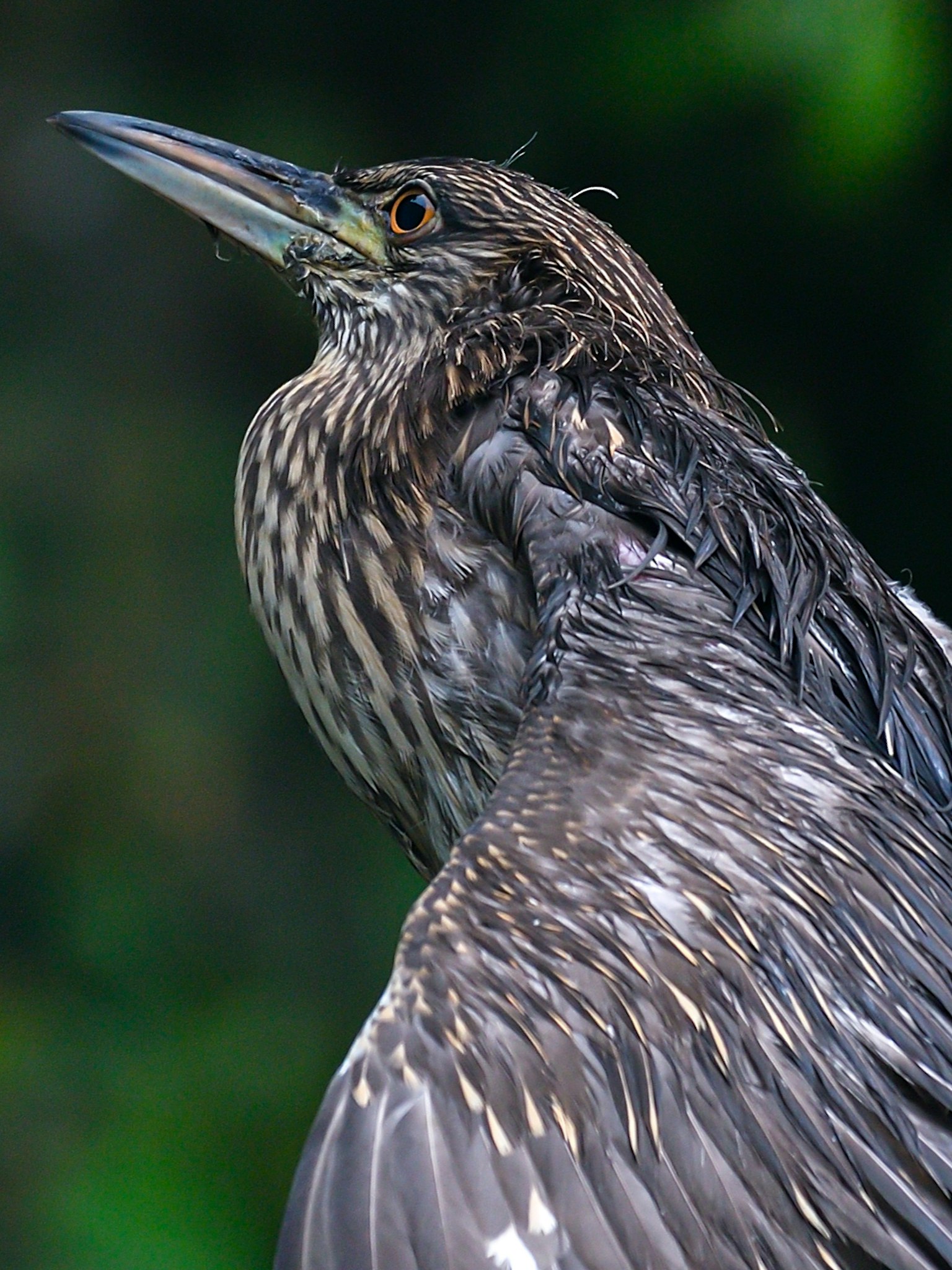 Profilansicht eines Vogels mit dunklem Gefieder und markanten Mustern