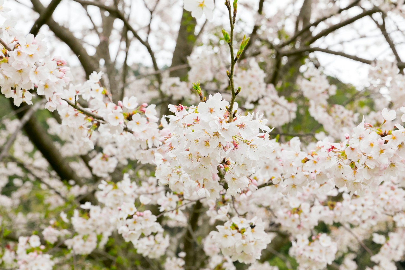 Gros plan d'un cerisier en fleurs avec des fleurs blanches