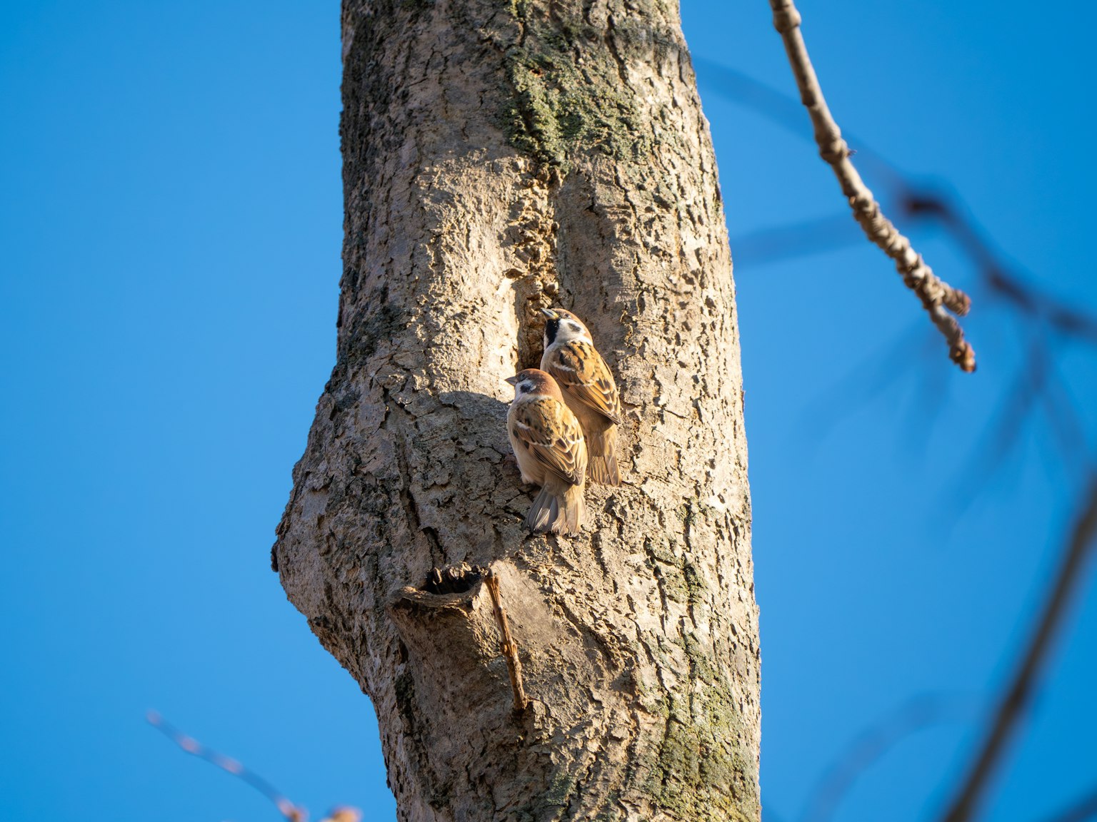 Two owls perched on a tree trunk against a blue sky