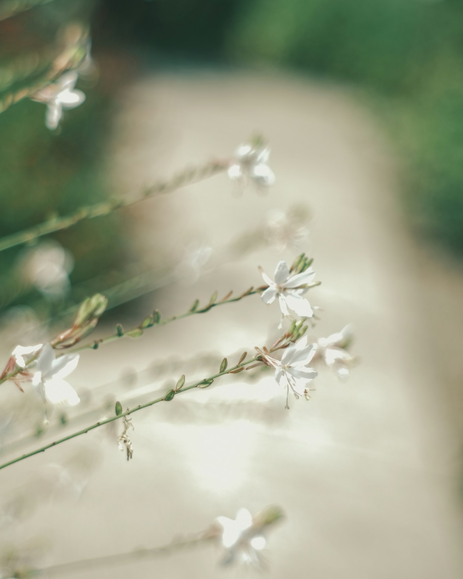 Primo piano di fiori bianchi delicati con un sentiero verde sfocato sullo sfondo