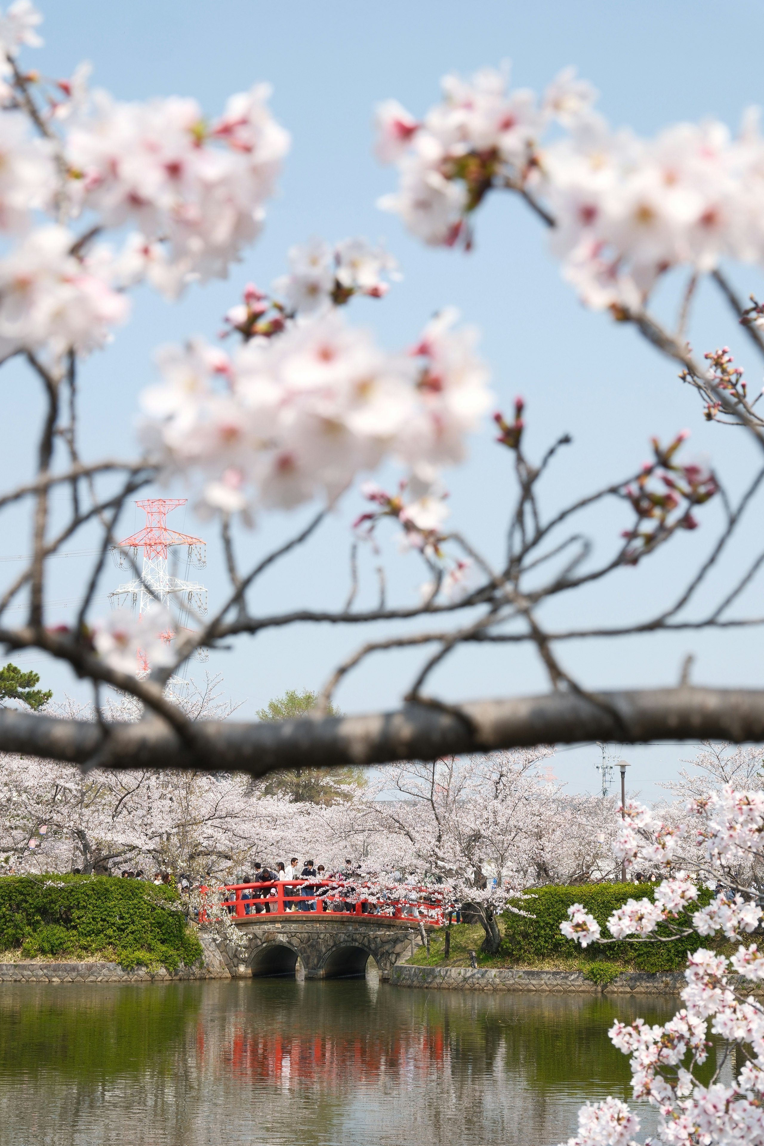 亀城公園の桜並木と水面に映る石橋
