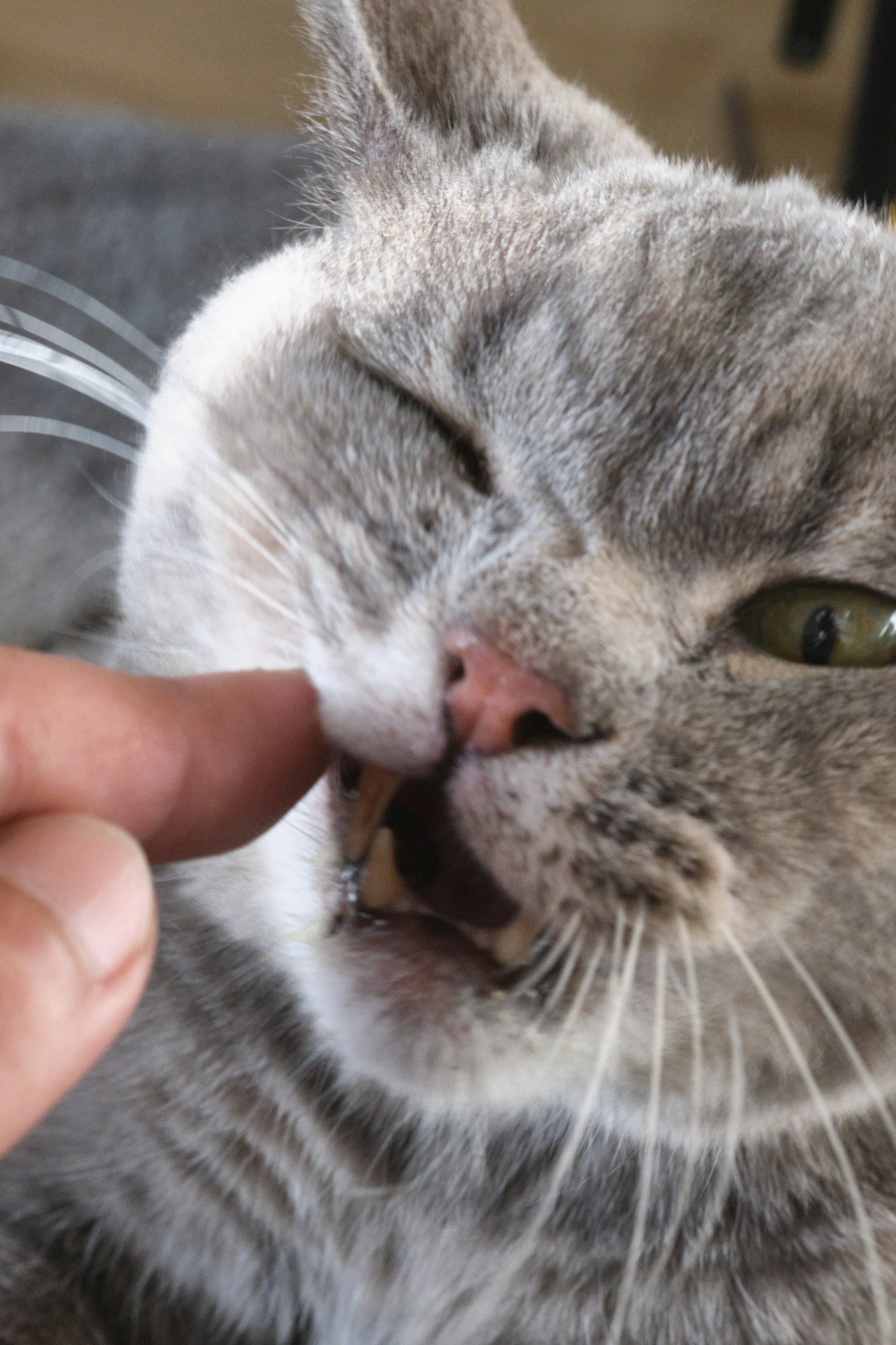 Chat gris essayant de mordre un doigt