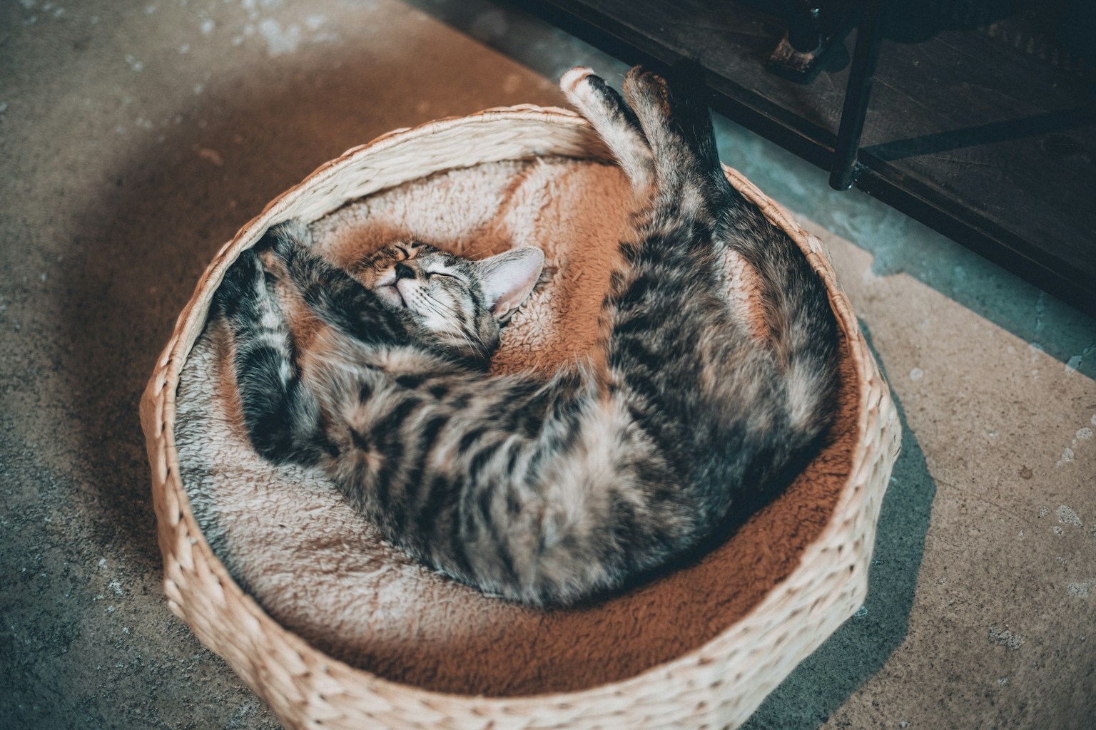 Một con mèo đang thư giãn trong giỏ đan thoải mái