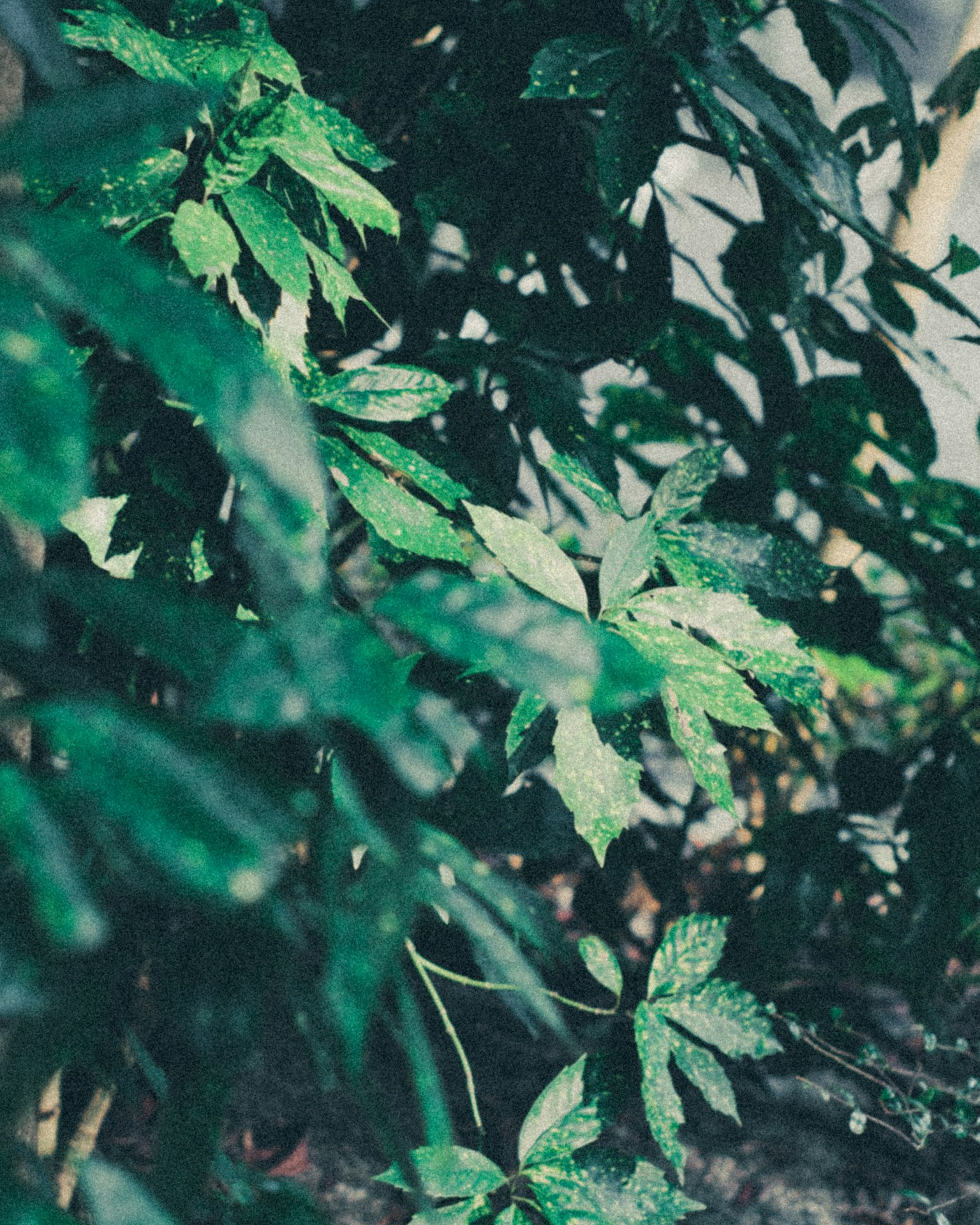 Close-up of lush green leaves in a plant