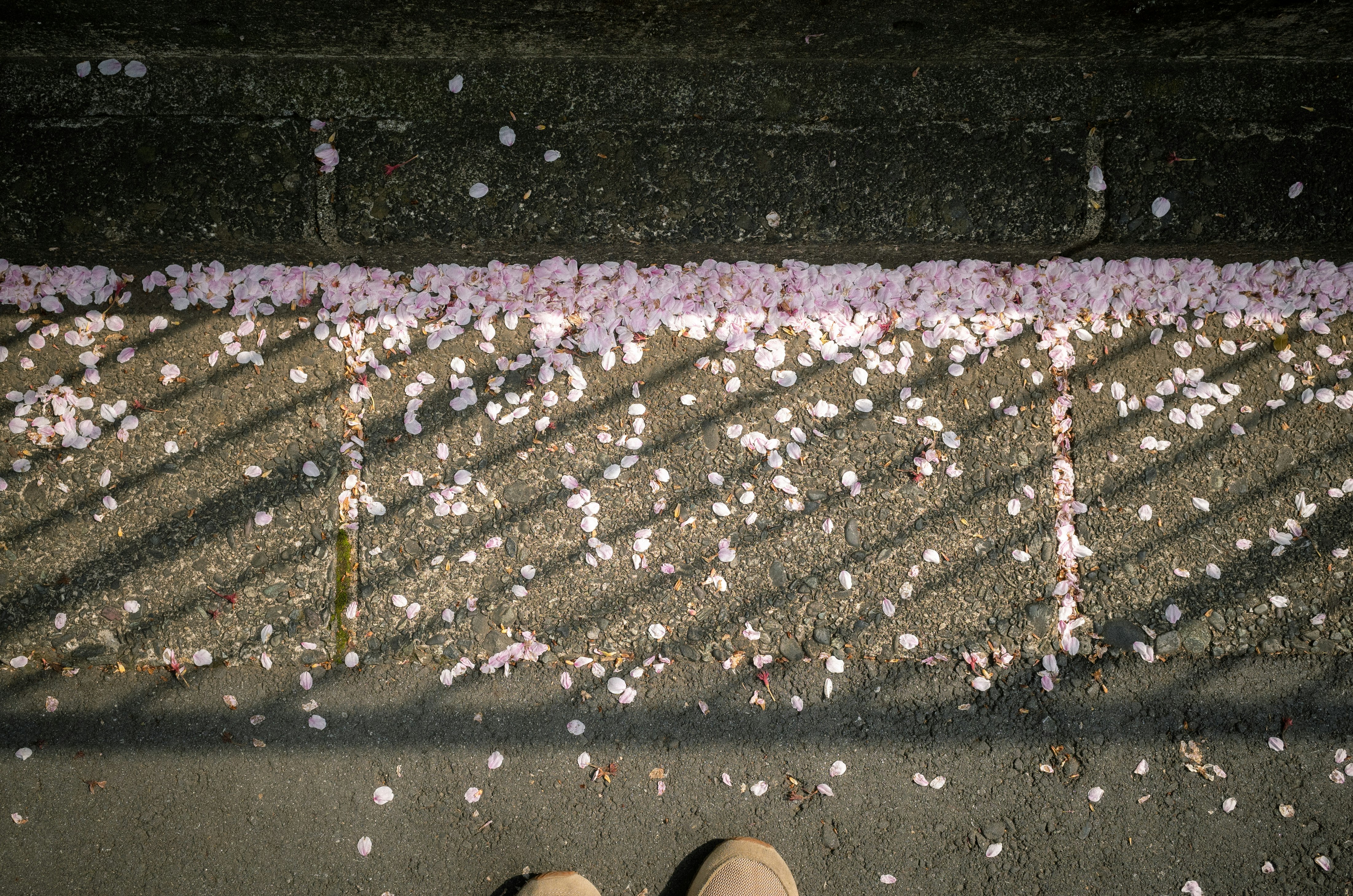 桜の花びらが舞う石畳の路面