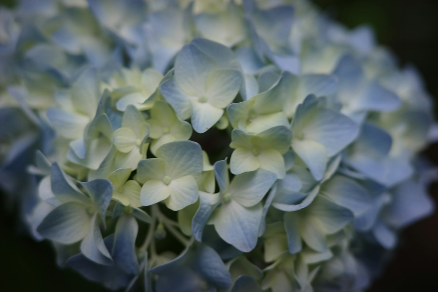 Nahaufnahme von blassblauen Hortensienblüten