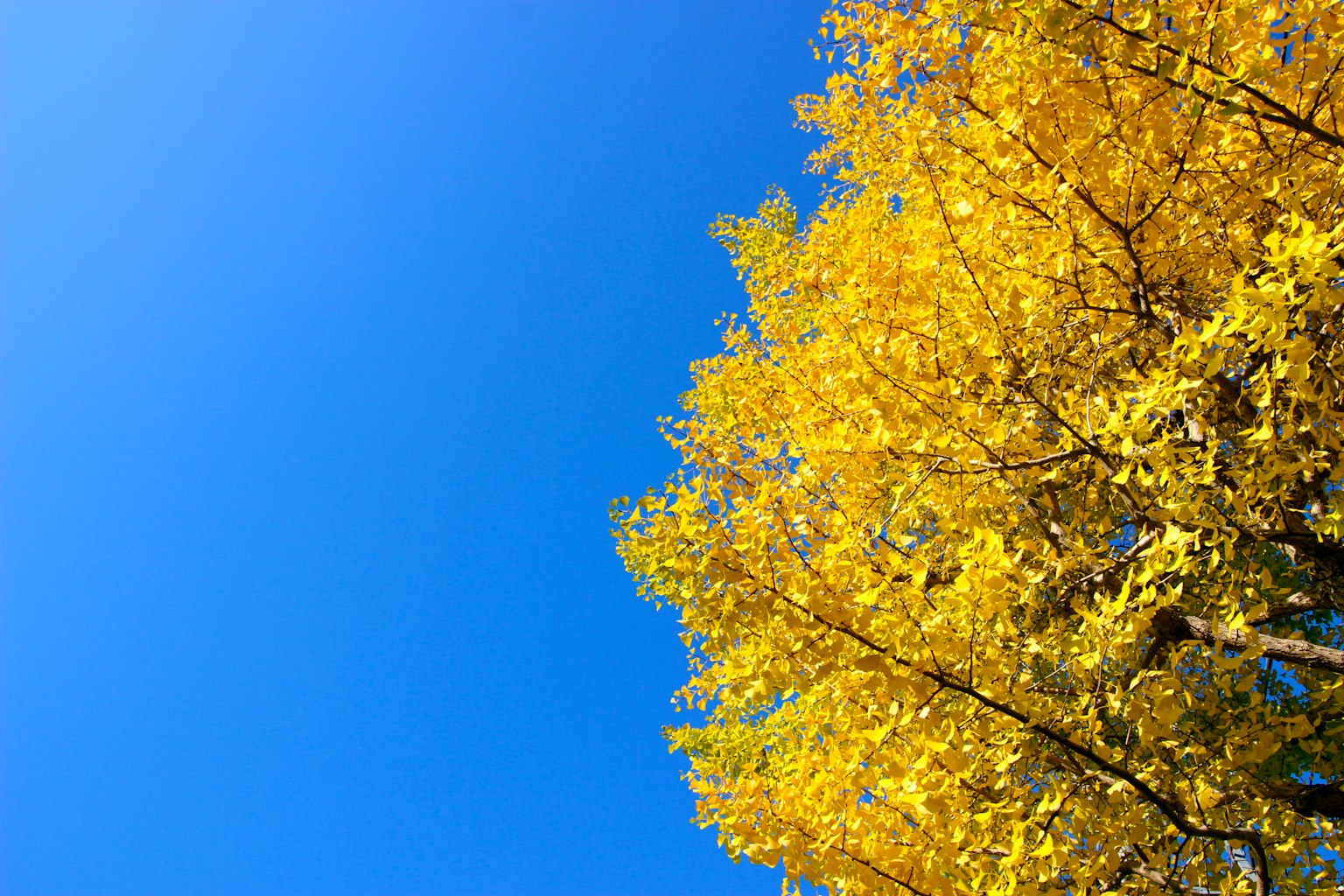 Top of a tree with vibrant yellow leaves against a clear blue sky