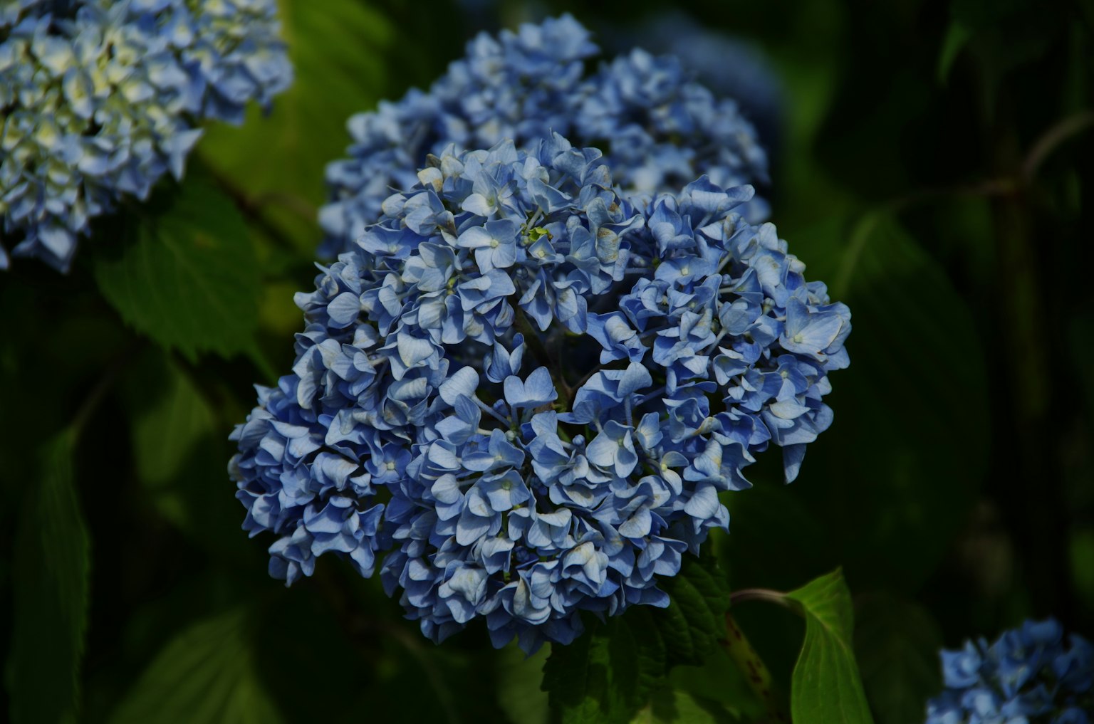 Blaue Hortensienblüten blühen zwischen grünen Blättern