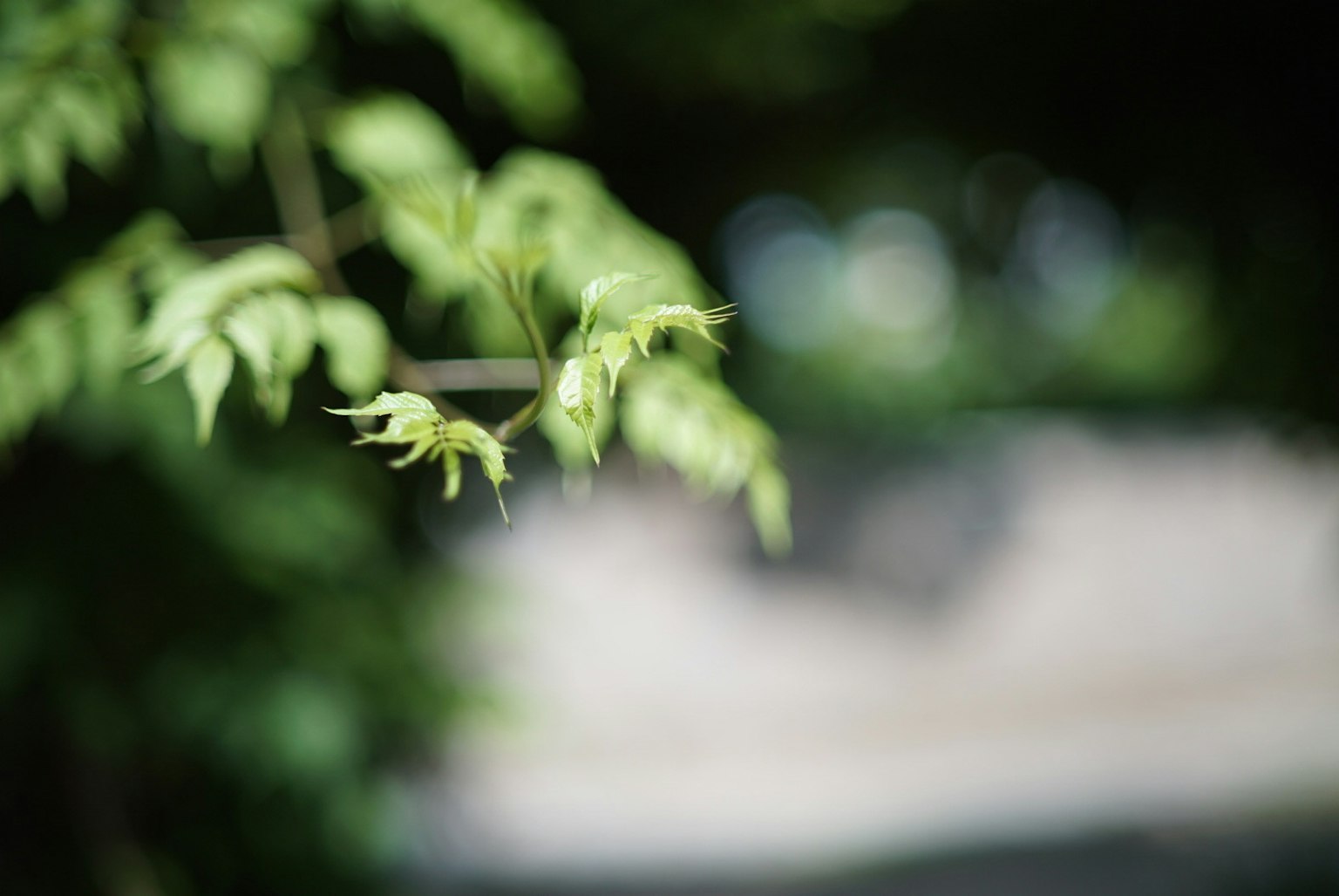 模糊背景中的绿色叶子特写