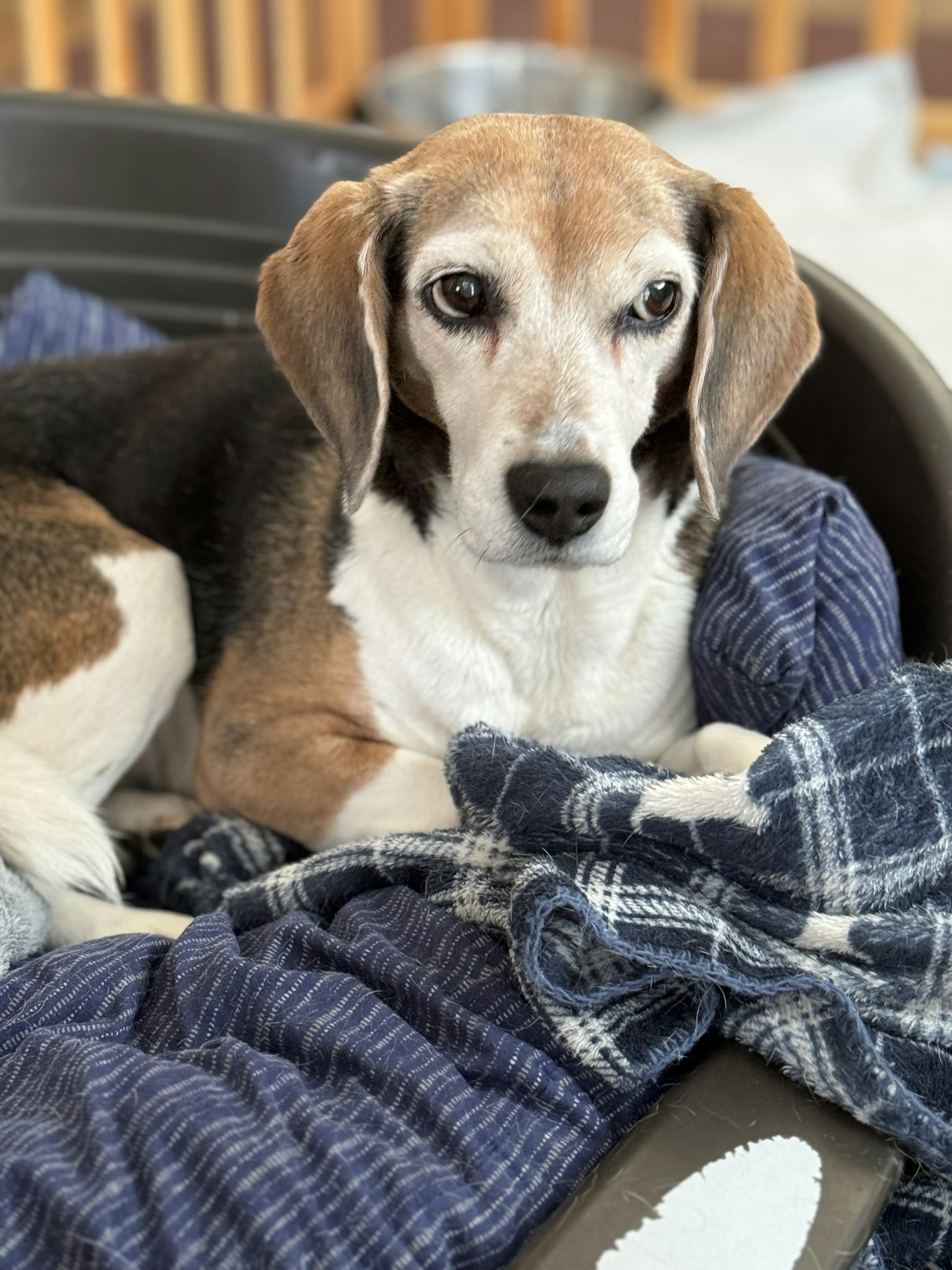 Un beagle beige e nero si rilassa su una coperta