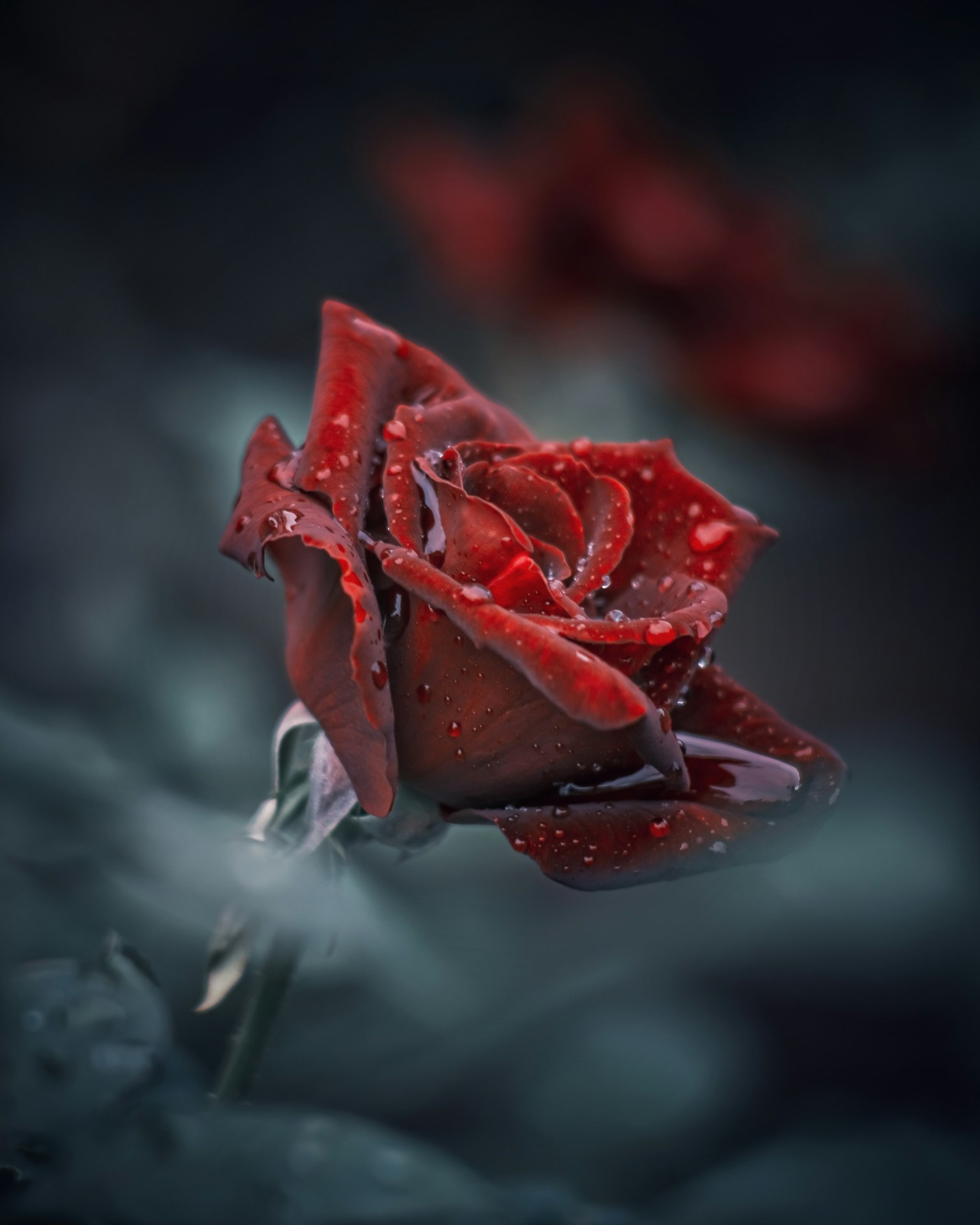 Nahaufnahme einer roten Rose mit Wassertropfen