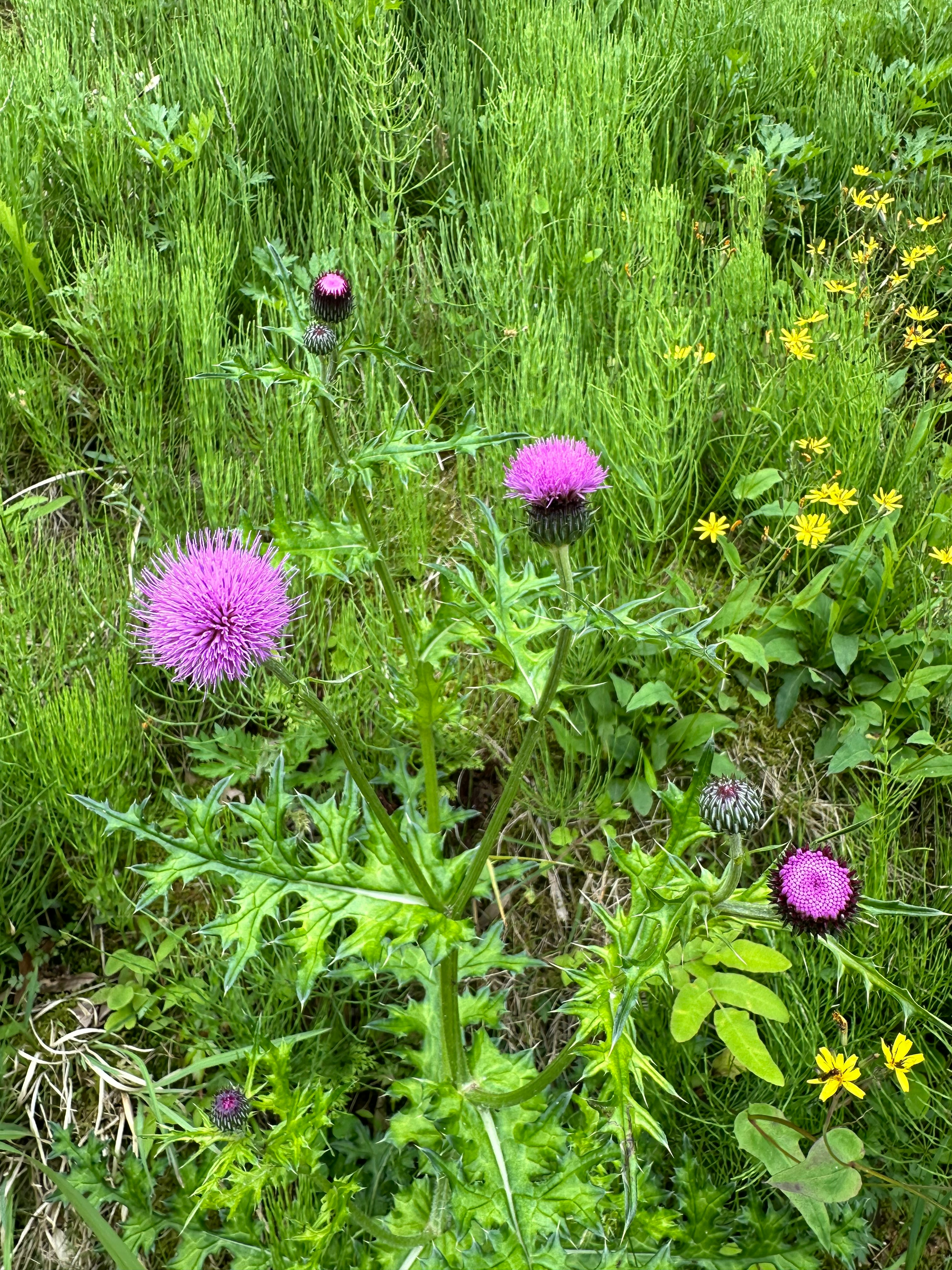 春のむらさきの野草と花が咲く草地