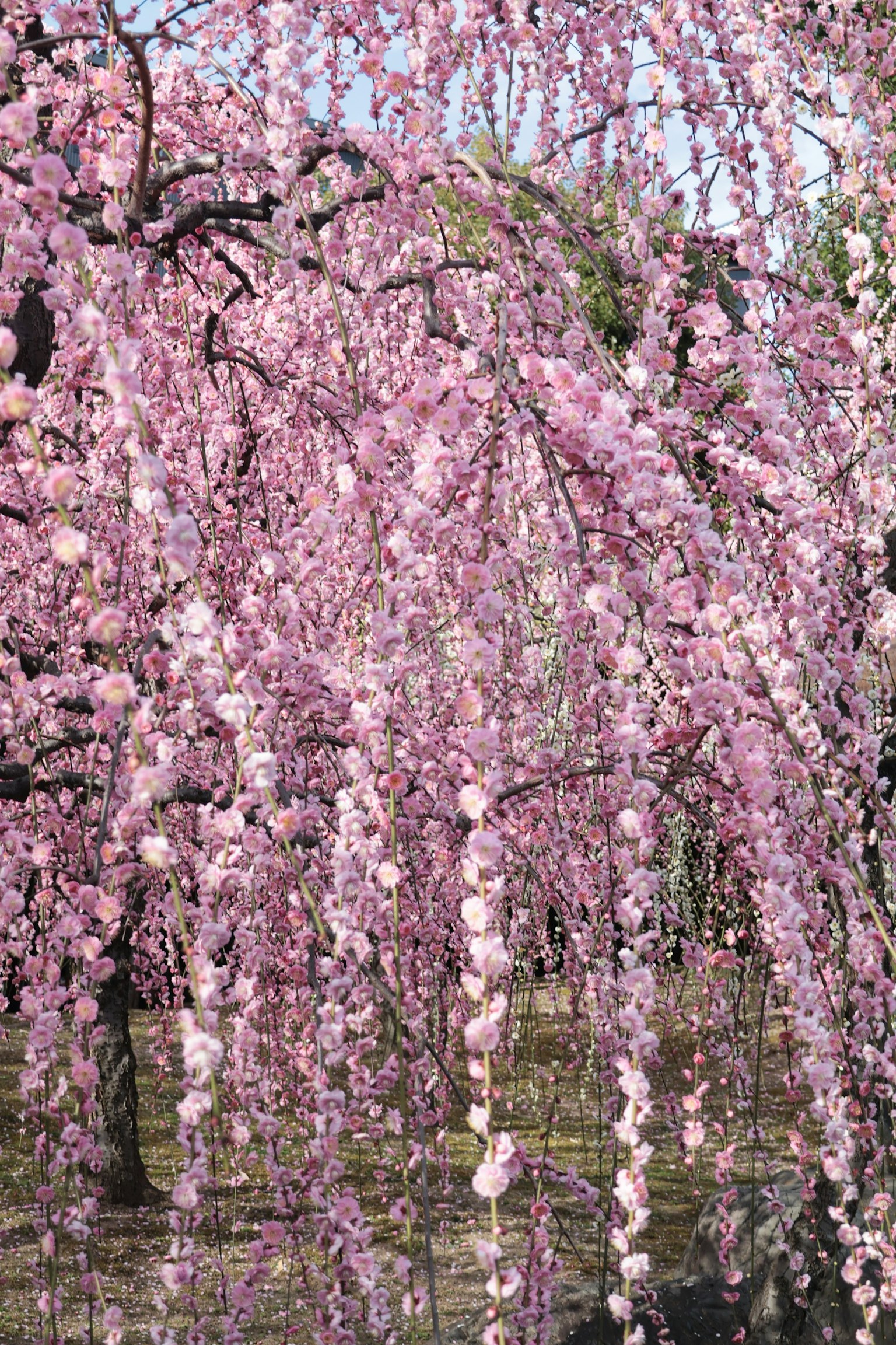 Beautiful cherry blossom tree with cascading pink flowers