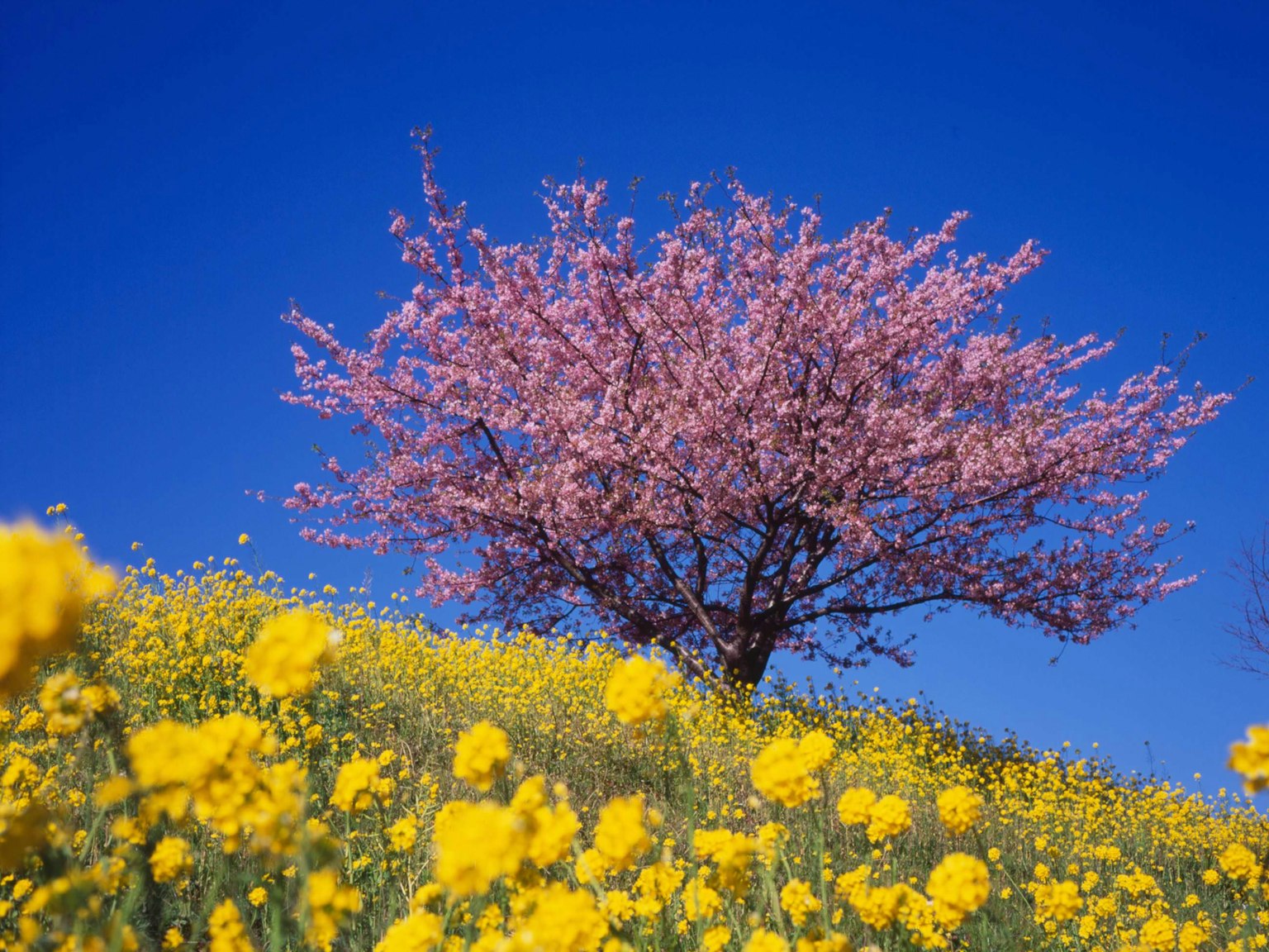 Pohon sakura berbunga pink di bawah langit biru cerah dengan ladang bunga kuning