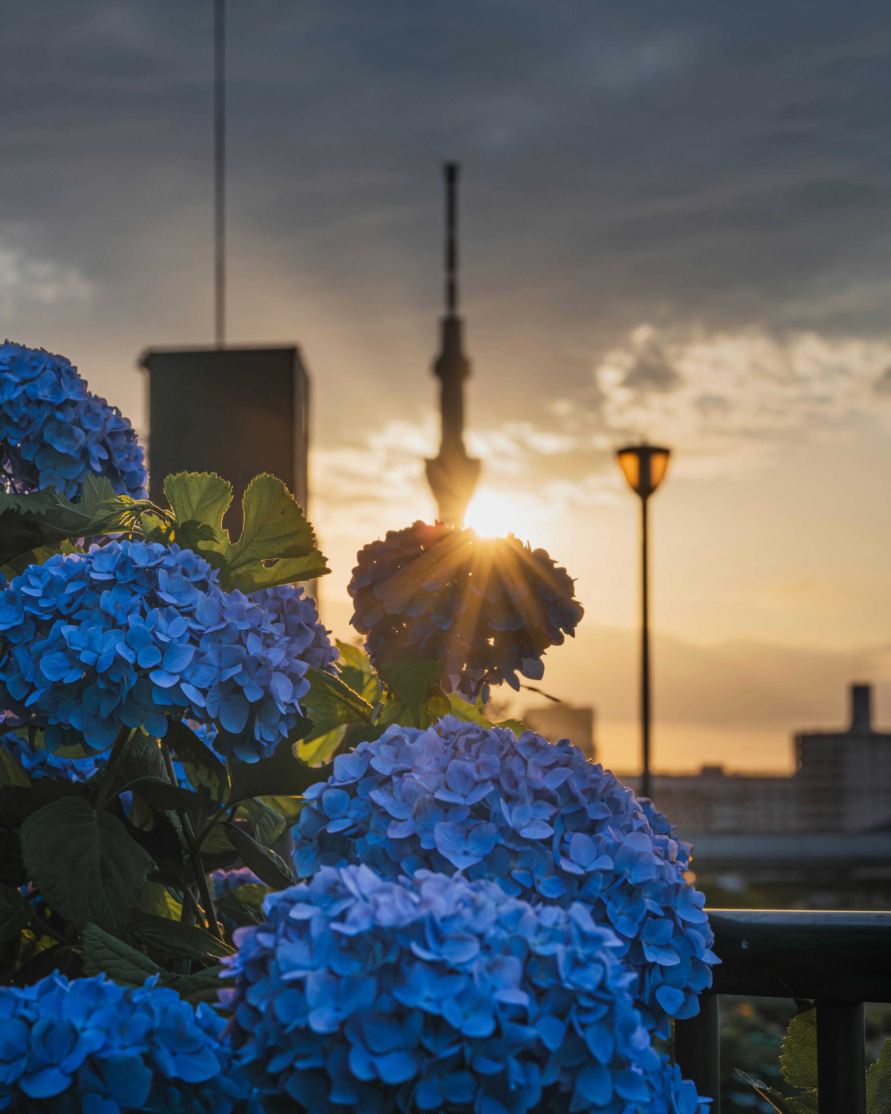 青いアジサイの花と夕景の街並み