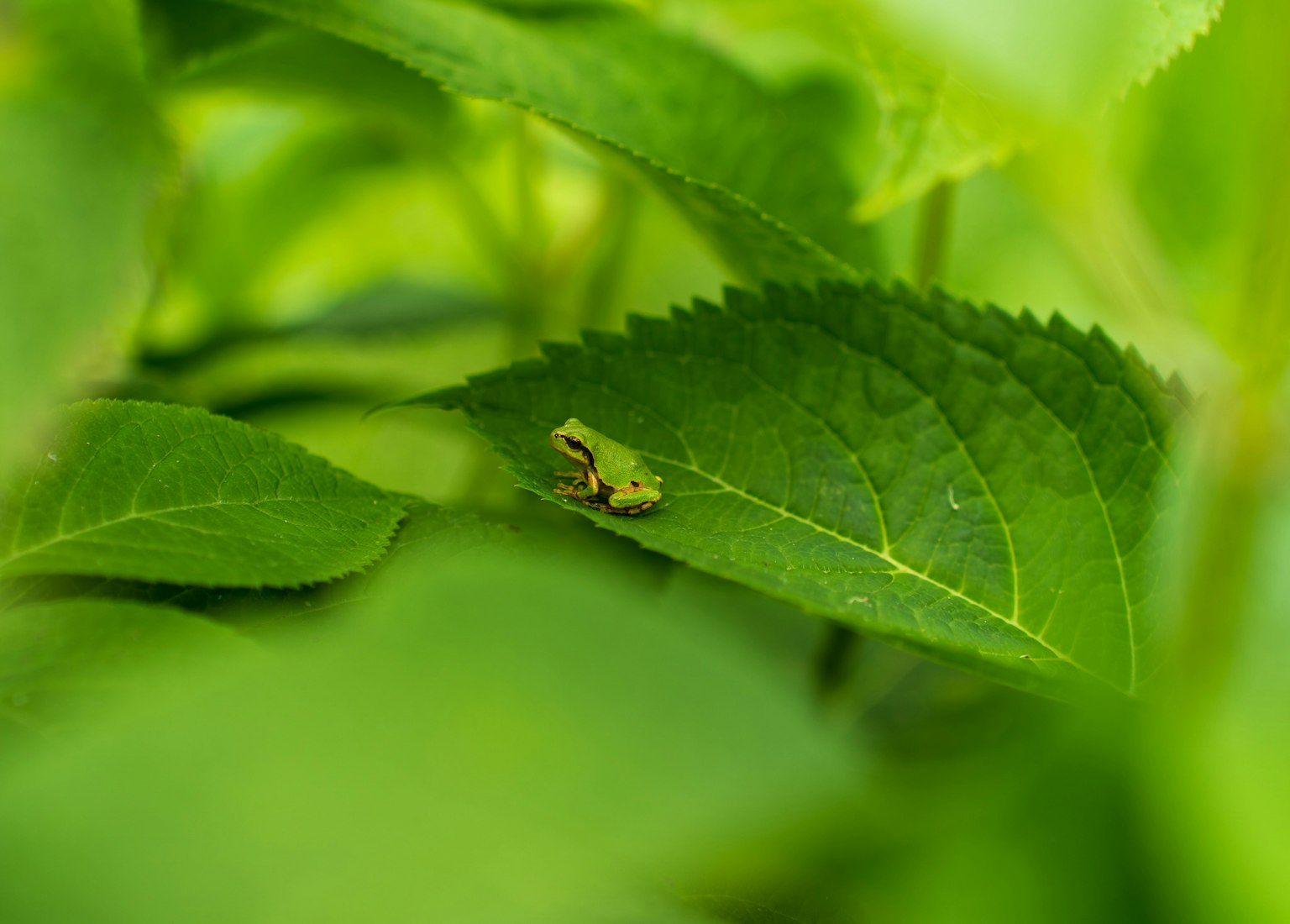 Un petit insecte reposant sur une feuille verte entourée d'une végétation luxuriante