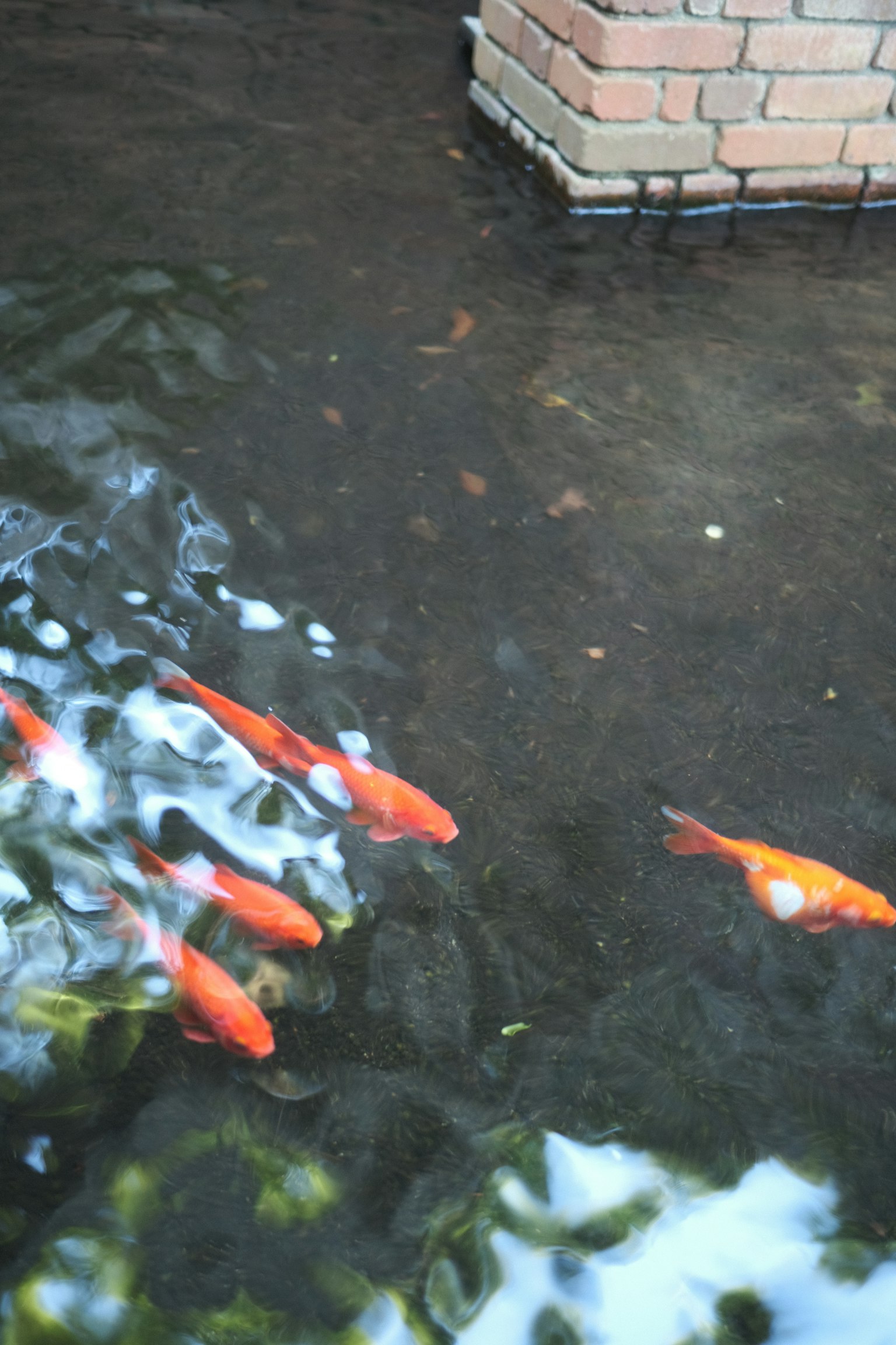 Ikan koi oranye berenang di air jernih dekat dinding bata