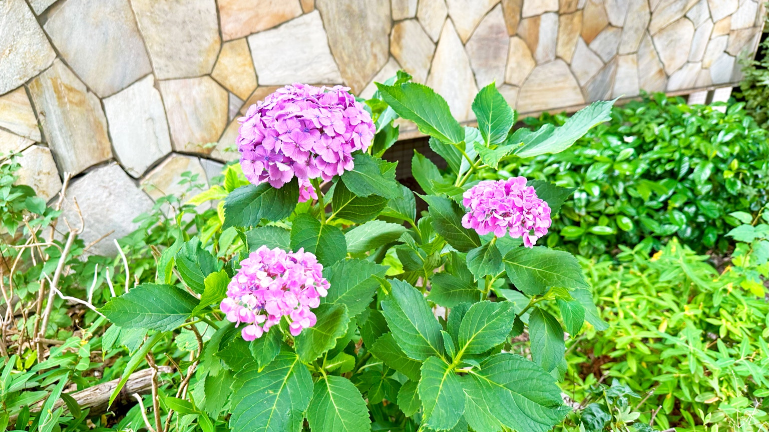 Fiori di ortensia rosa circondati da foglie verdi lussureggianti
