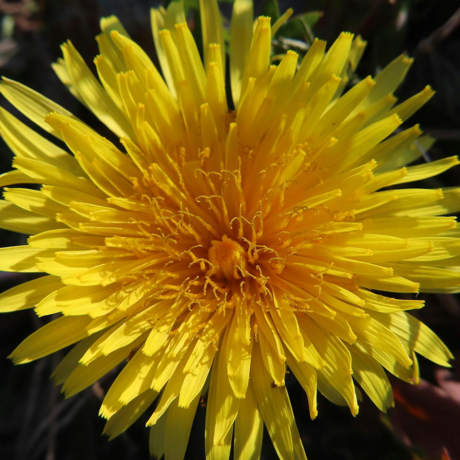 Une fleur de pissenlit jaune vif fleurissant au centre
