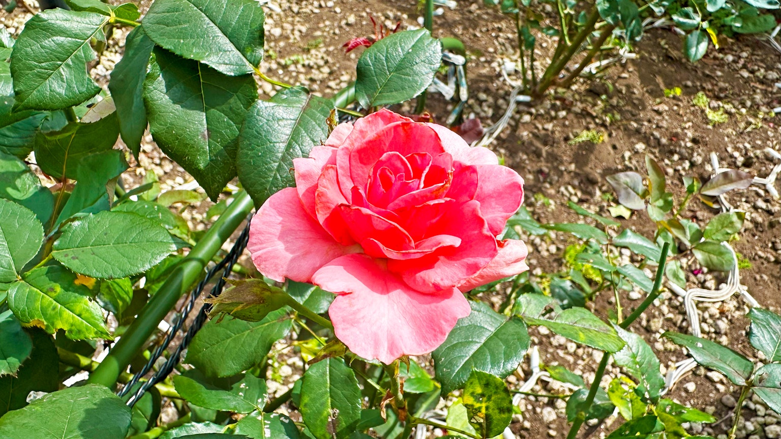 Una bella rosa rosa circondata da foglie verdi
