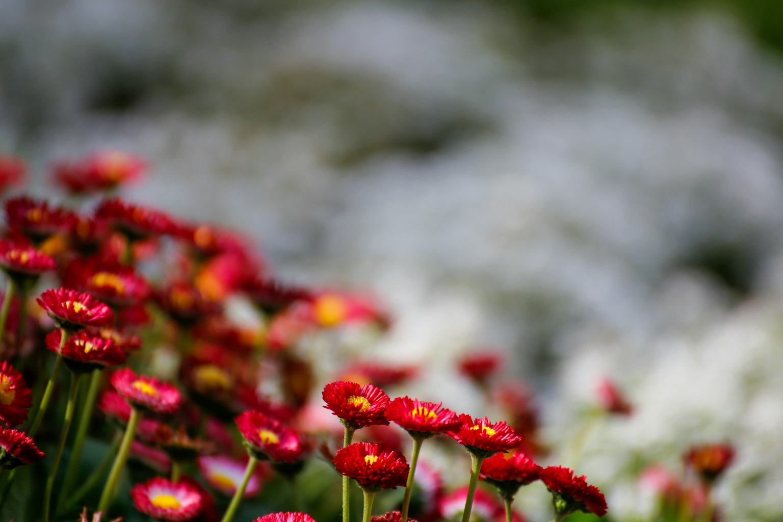 Fleurs rouges vibrantes avec un arrière-plan flou dans un jardin