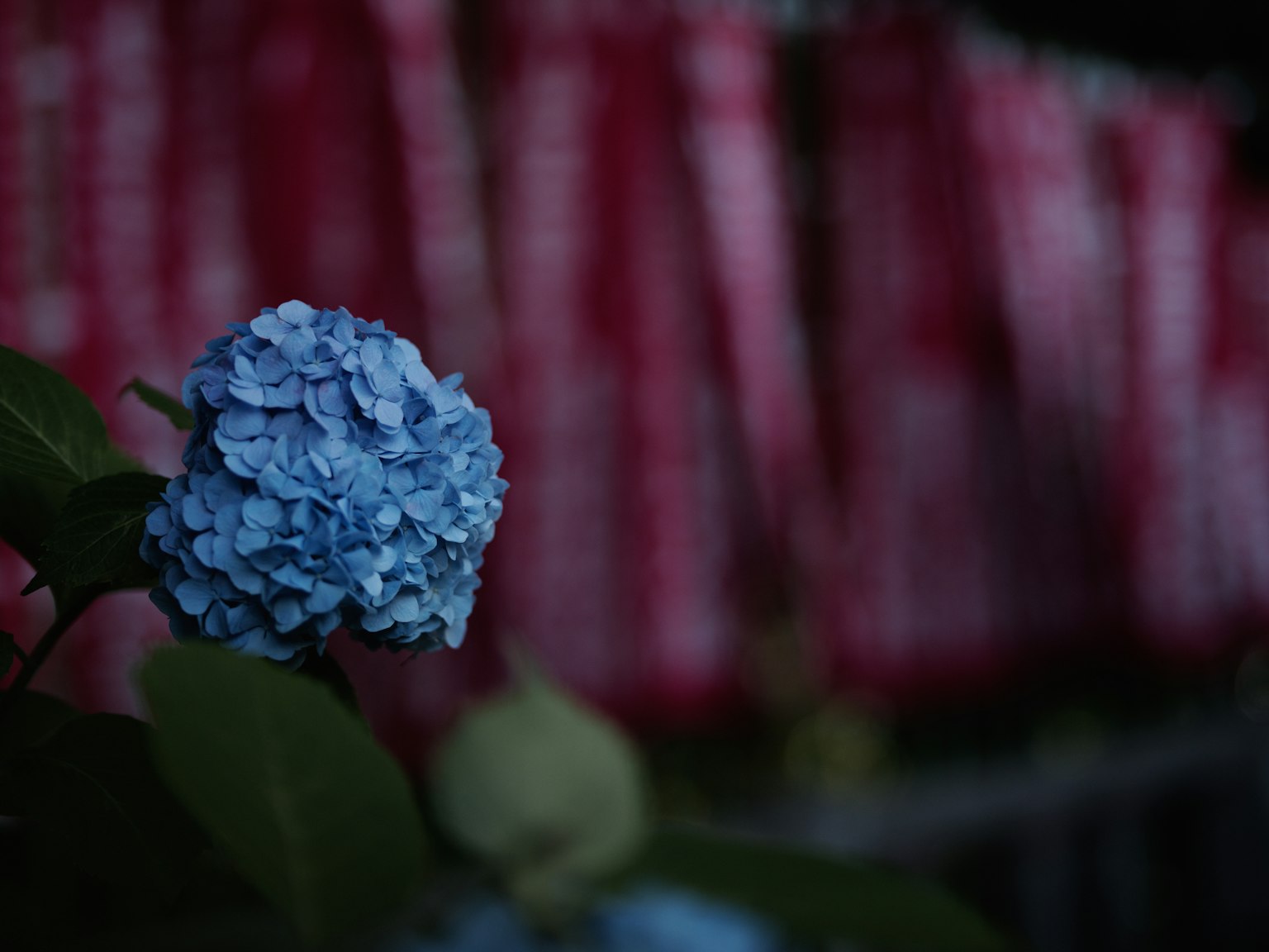 模糊红色背景的蓝色绣球花