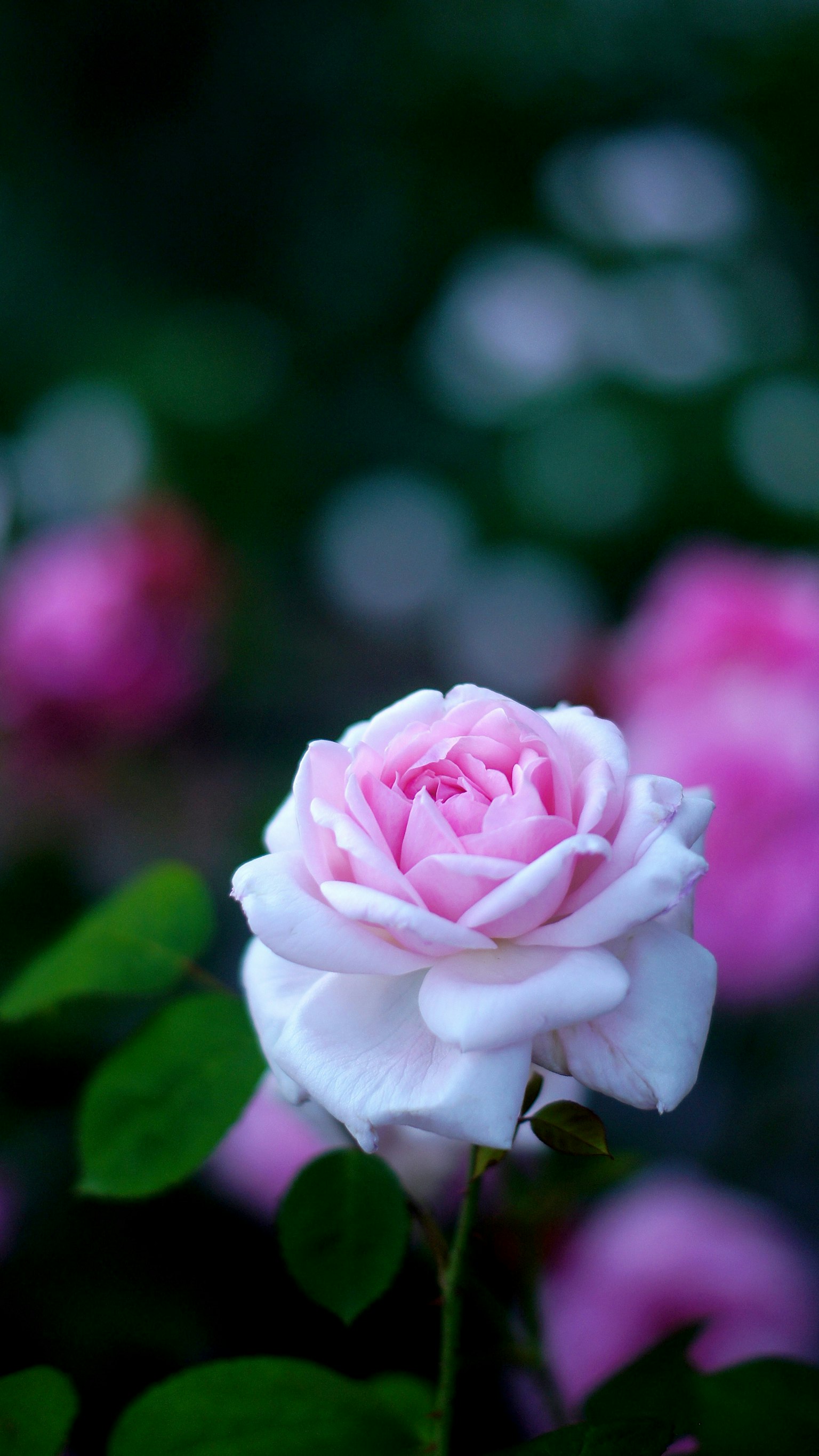photo-rVLkbHLE7i23VvOPk7Ah-image