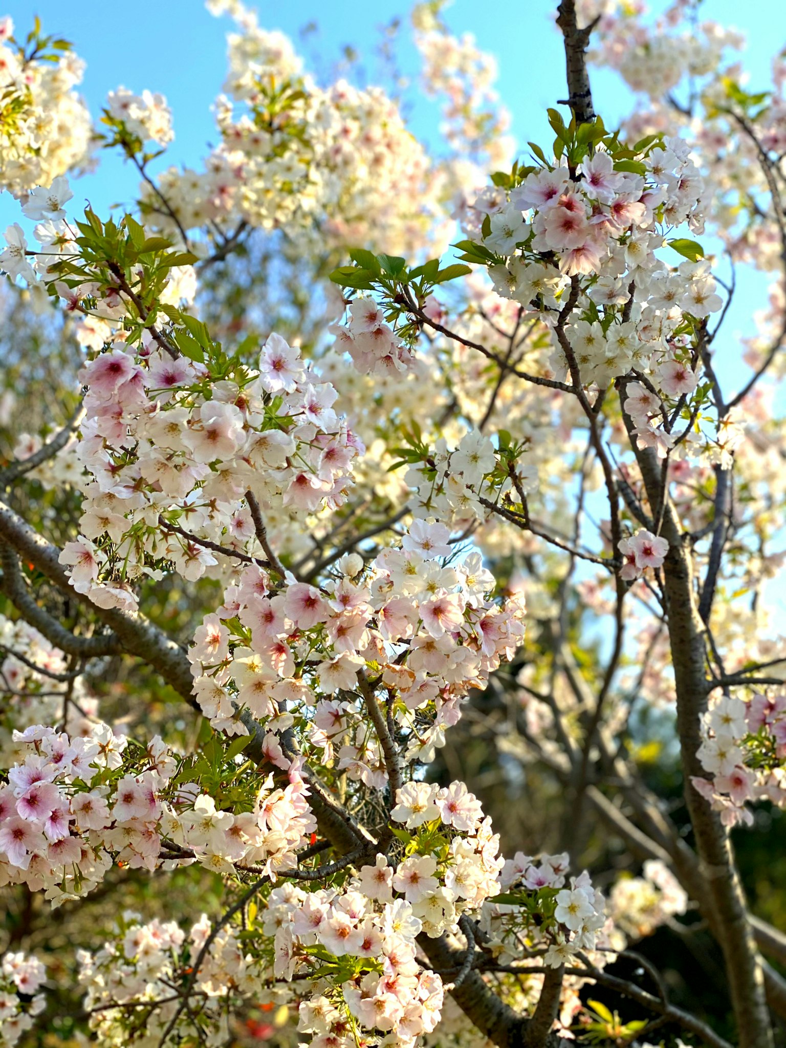 Rami belli di fiori di ciliegio in piena fioritura