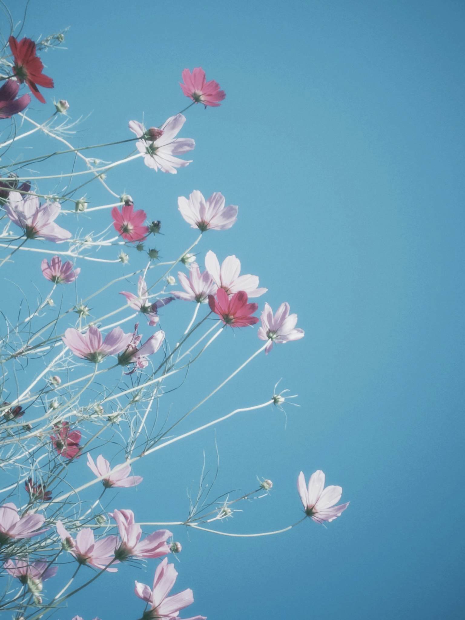 藍天背景下的粉色花朵特寫