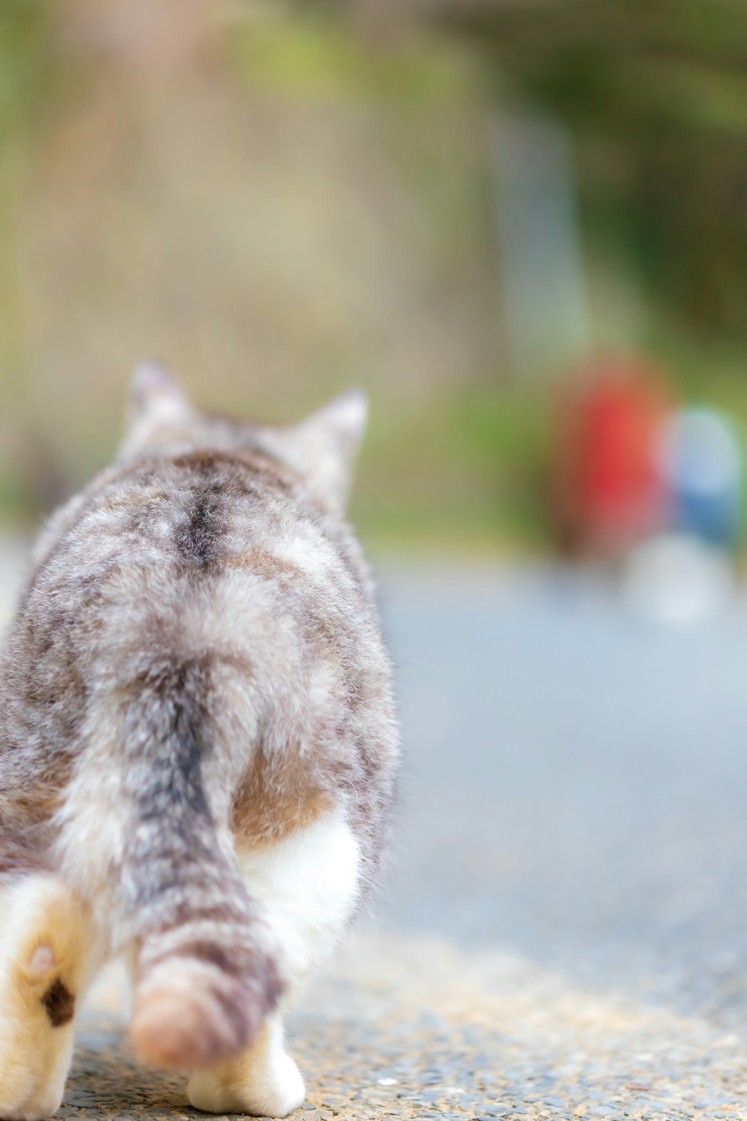 Seekor kucing berjalan di jalan dengan sosok samar di latar belakang