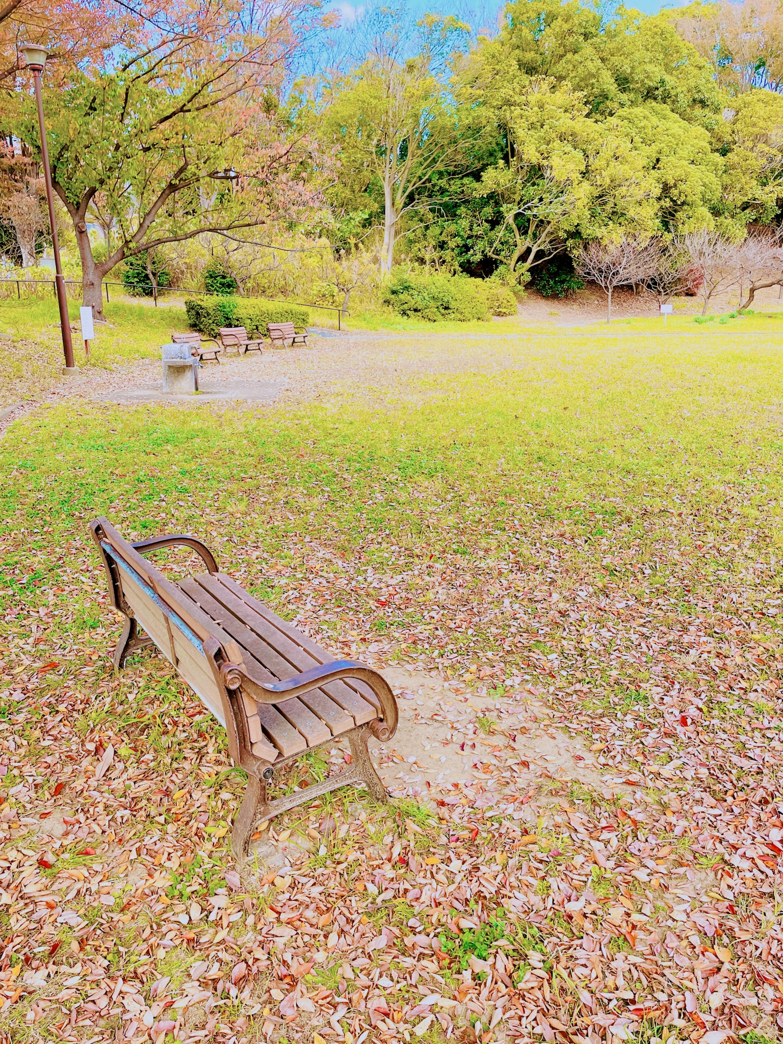 Banco de parque rodeado de hojas caídas y vegetación
