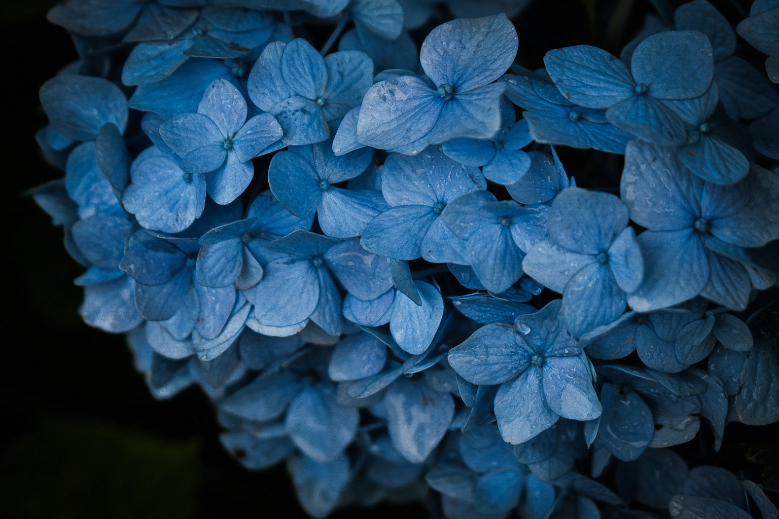 Cluster of blue hydrangea flowers with delicate petals