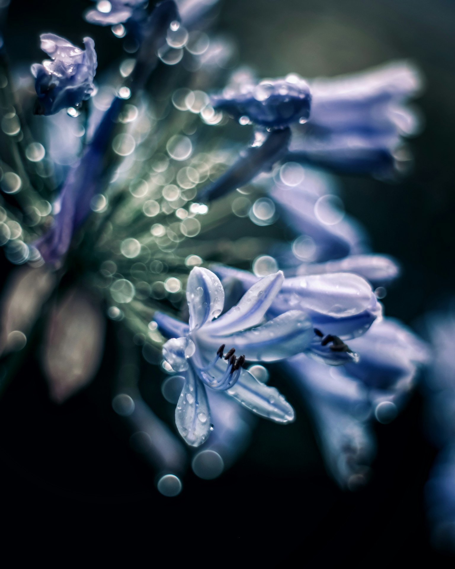 Primo piano di fiori viola con gocce d'acqua luccicanti