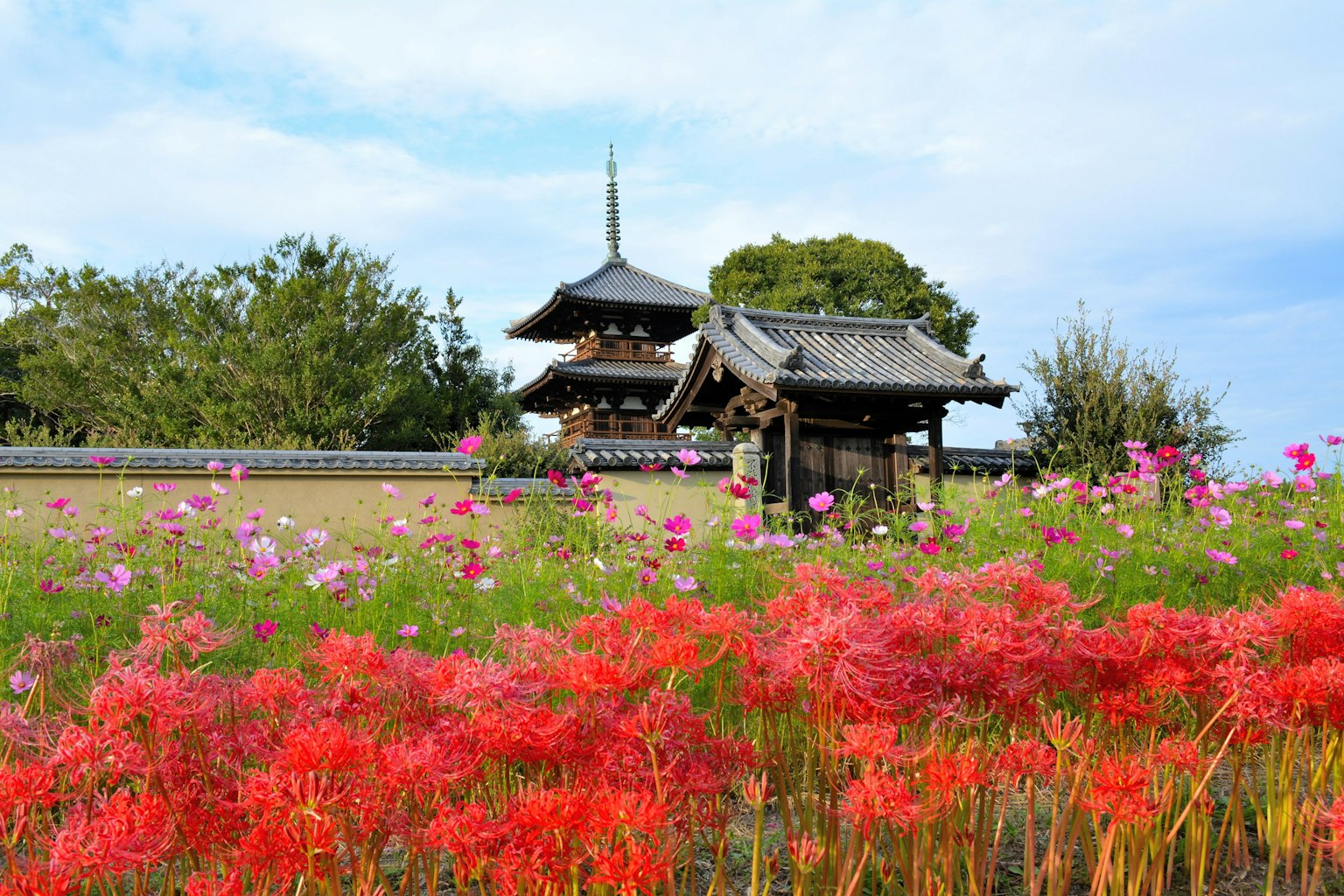 Feld mit roten Spinnenlilien und traditioneller japanischer Architektur