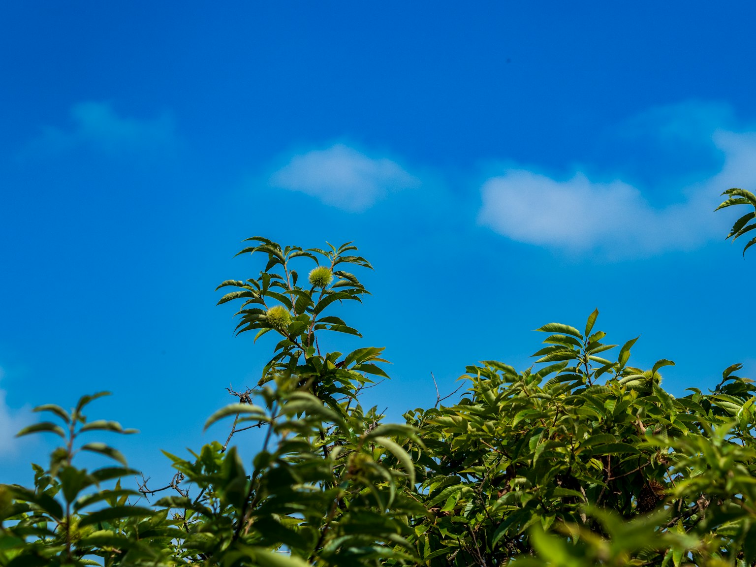 View of tree tops with green leaves against a blue sky