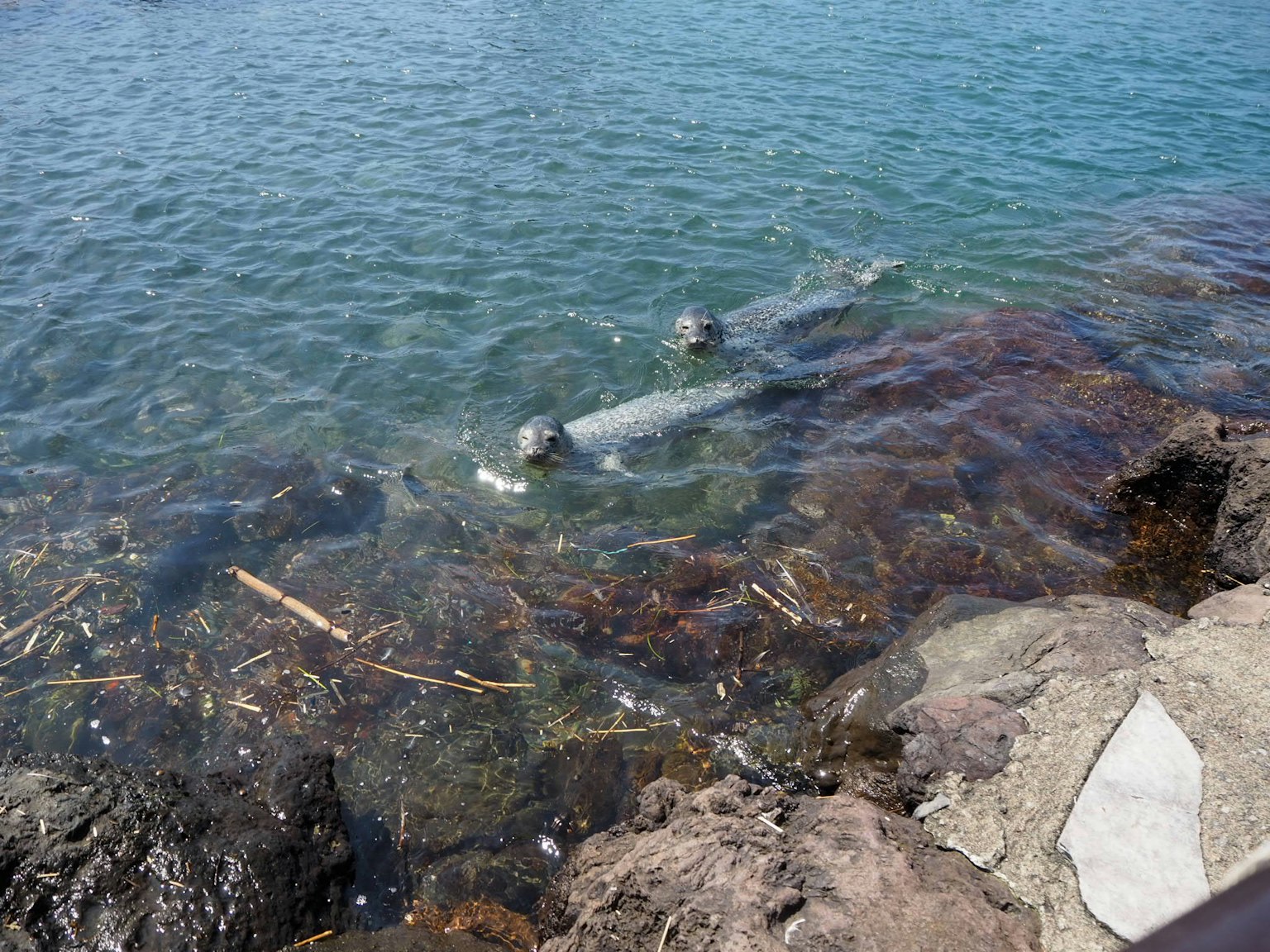 Seals swimming in clear water near rocky shore