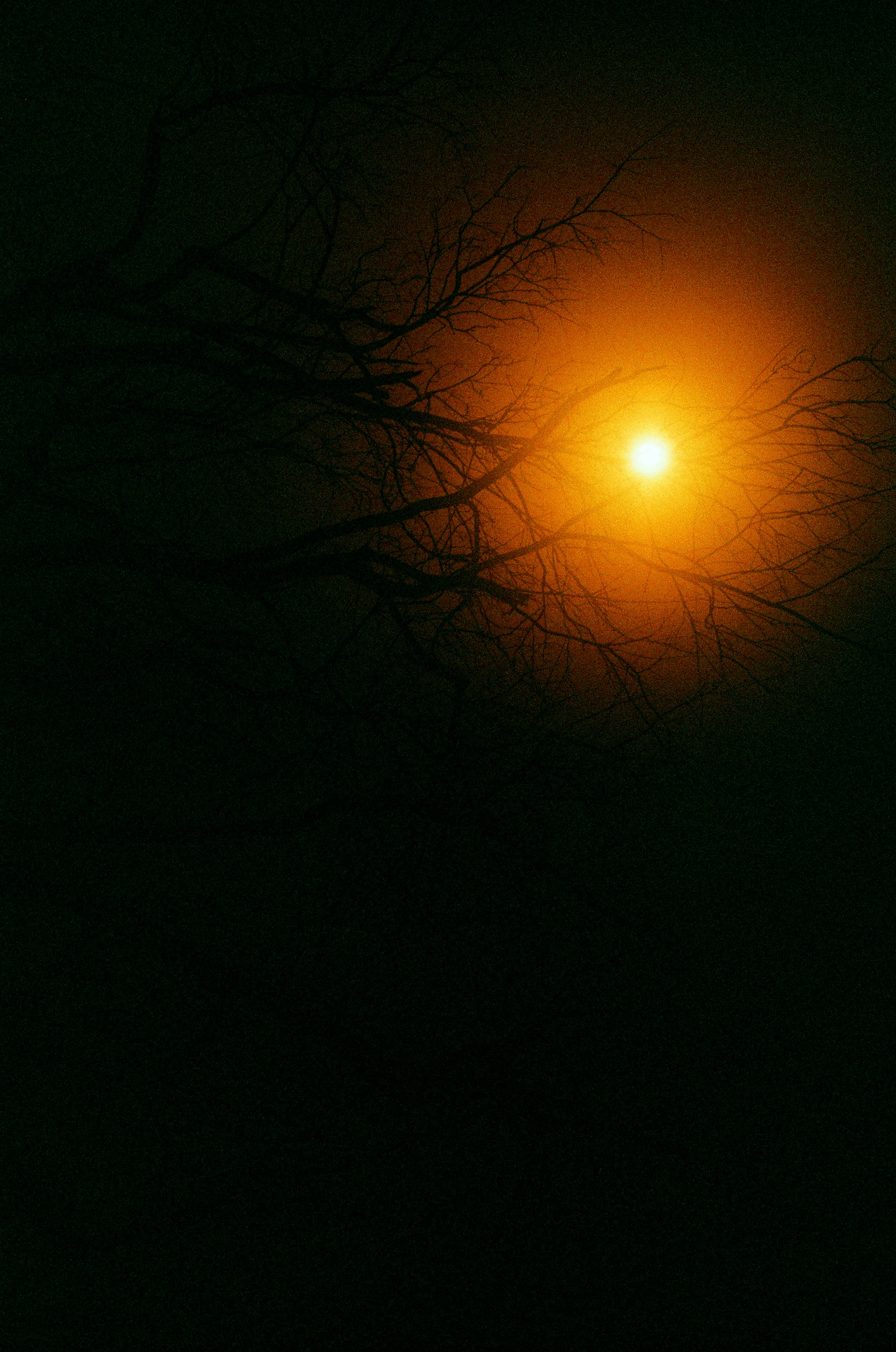 木の枝のシルエットとオレンジ色の月明かりの夜空