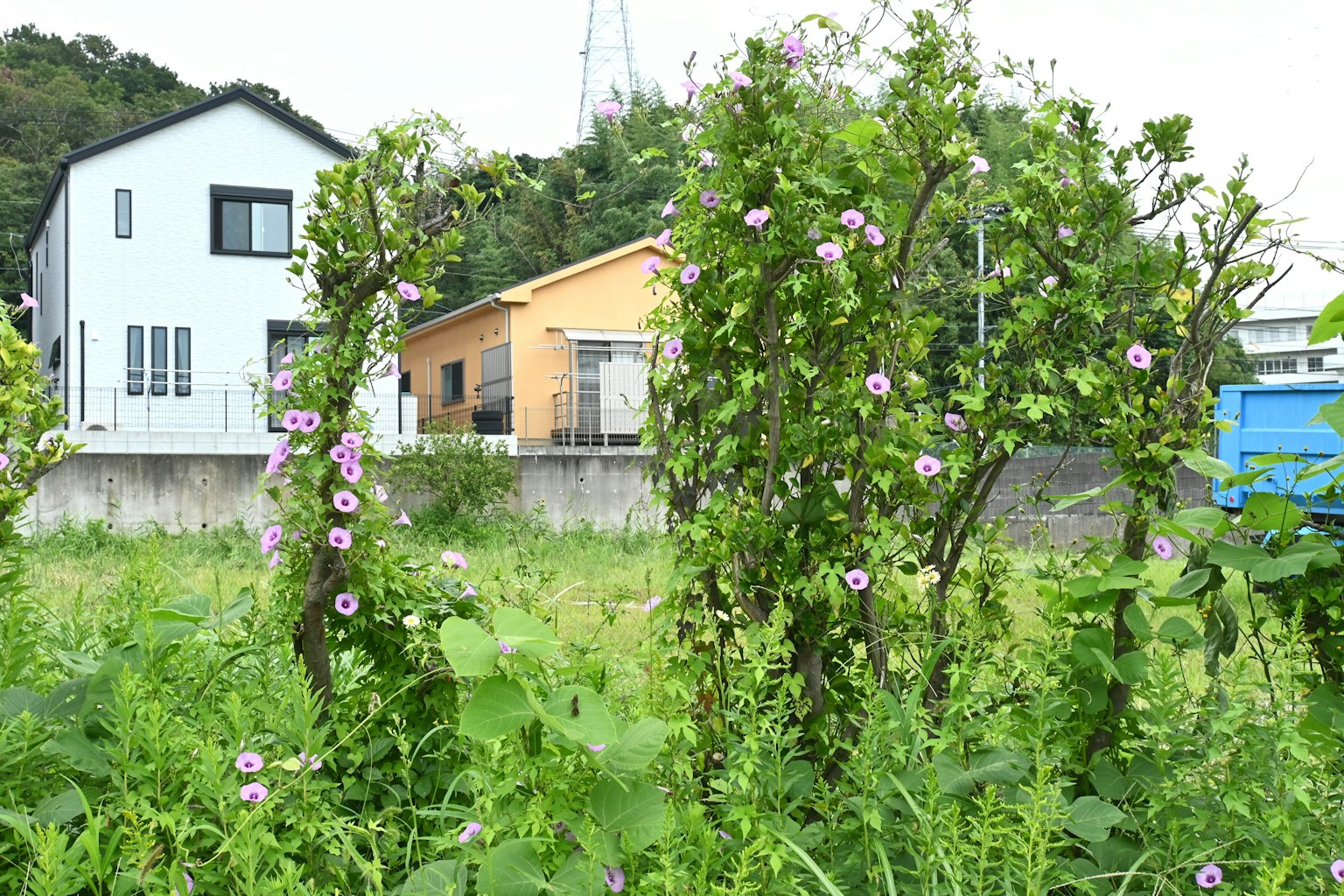 Paysage avec des fleurs roses dans l'herbe verte et des maisons