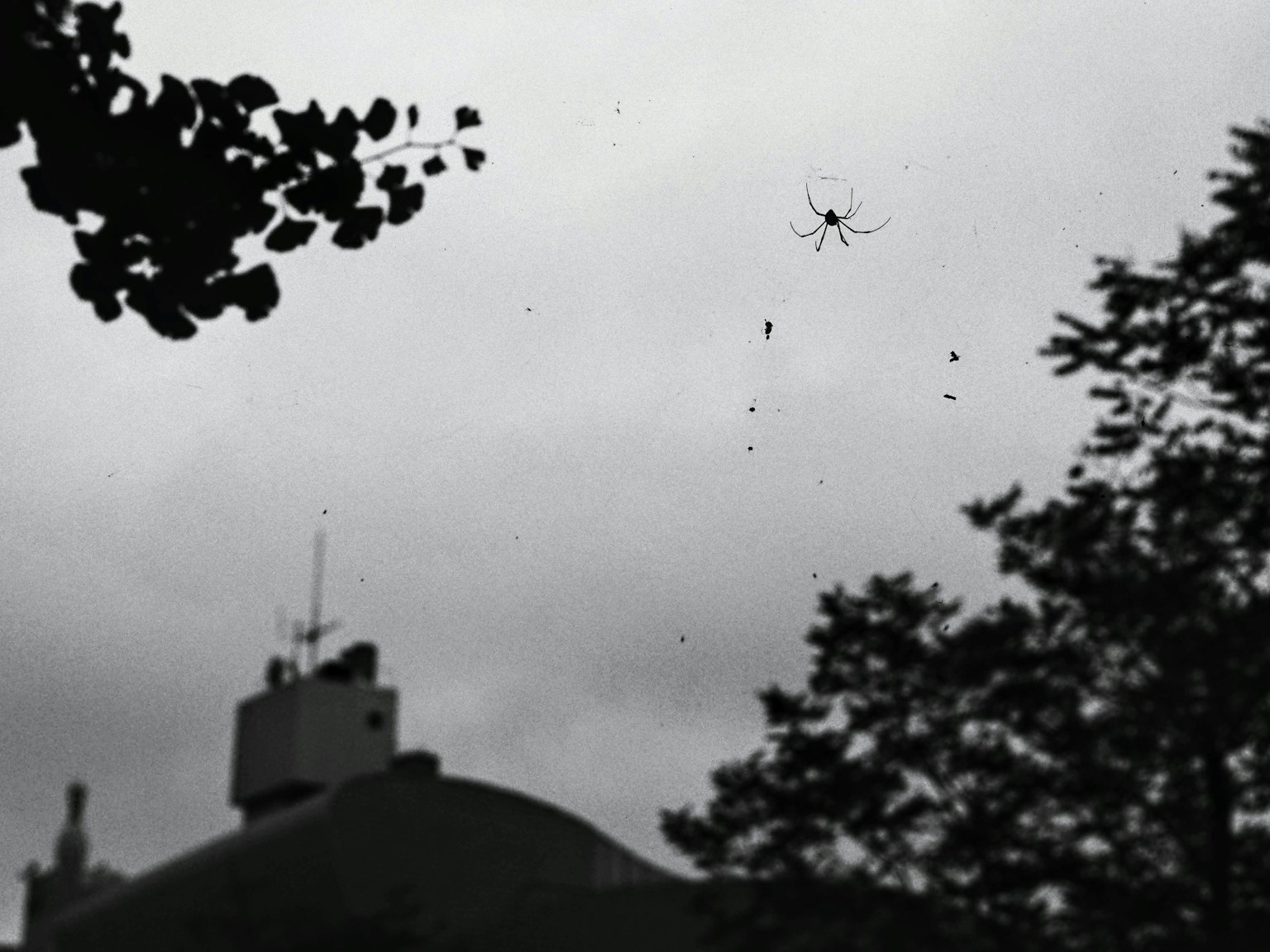 Ragno appeso a una ragnatela contro un cielo nuvoloso
