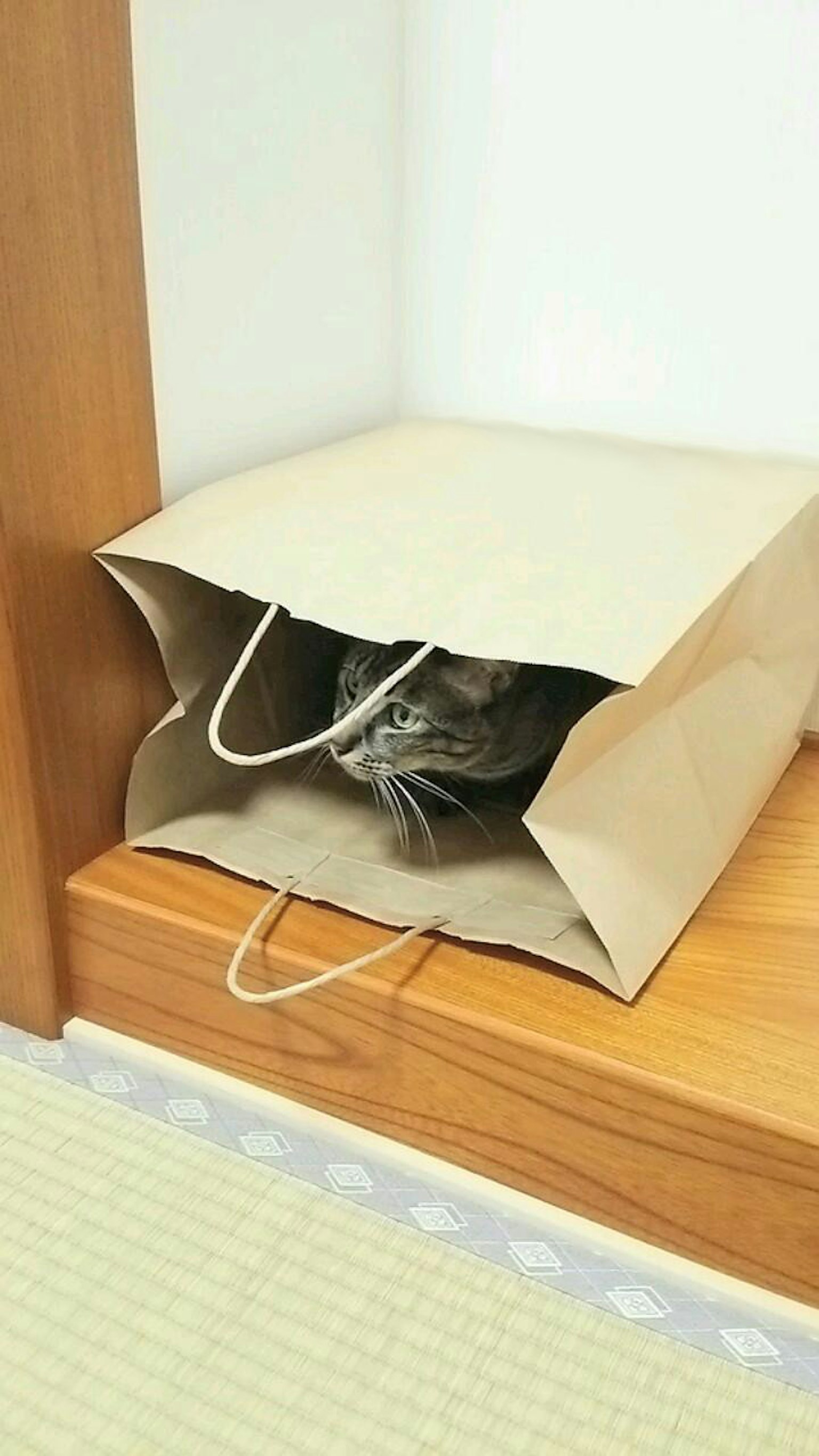 Un chat qui regarde à travers un sac en papier marron
