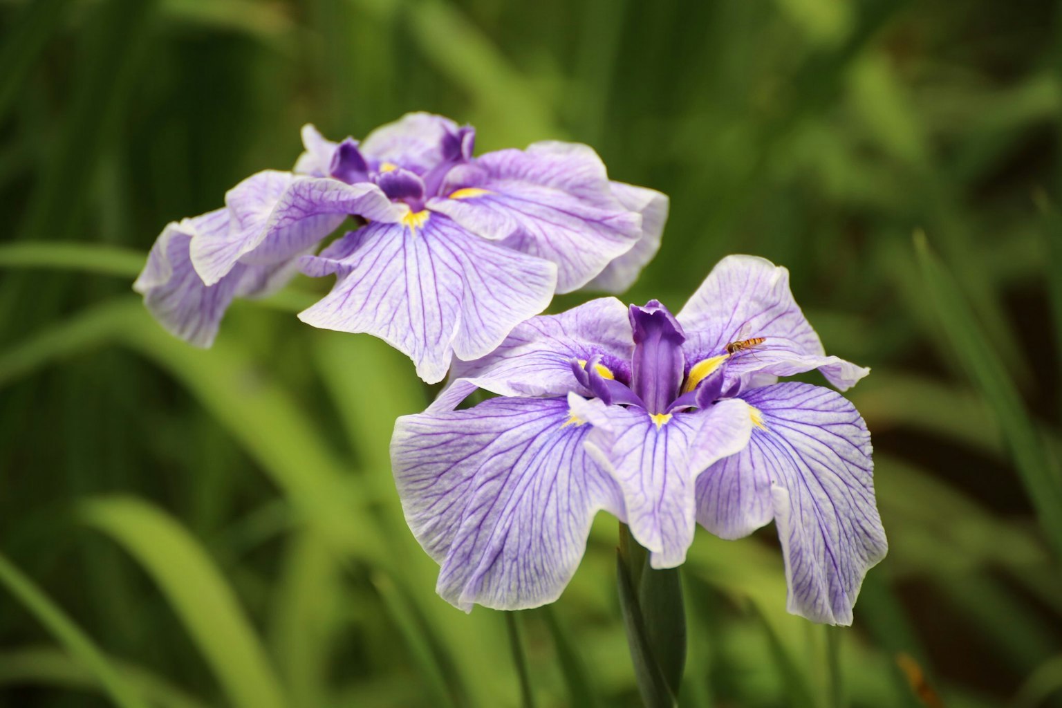 Bellissimi fiori viola che sbocciano tra le foglie verdi