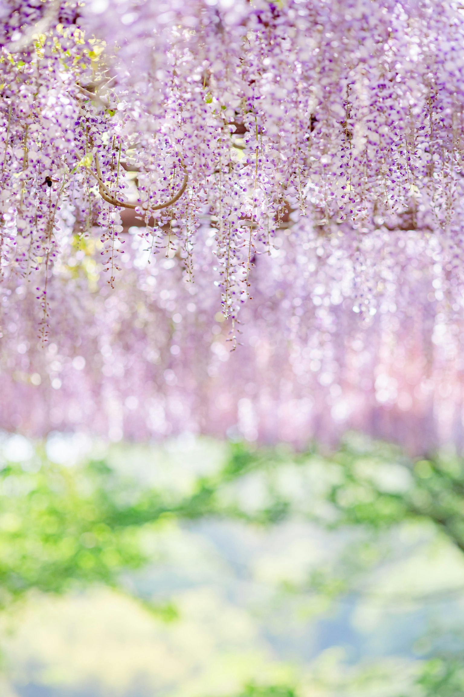 Bella vista di fiori di glicine viola che pendono