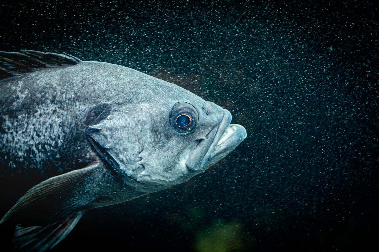 Gros plan sur un grand poisson nageant sous l'eau mettant en valeur ses yeux et sa bouche distinctifs