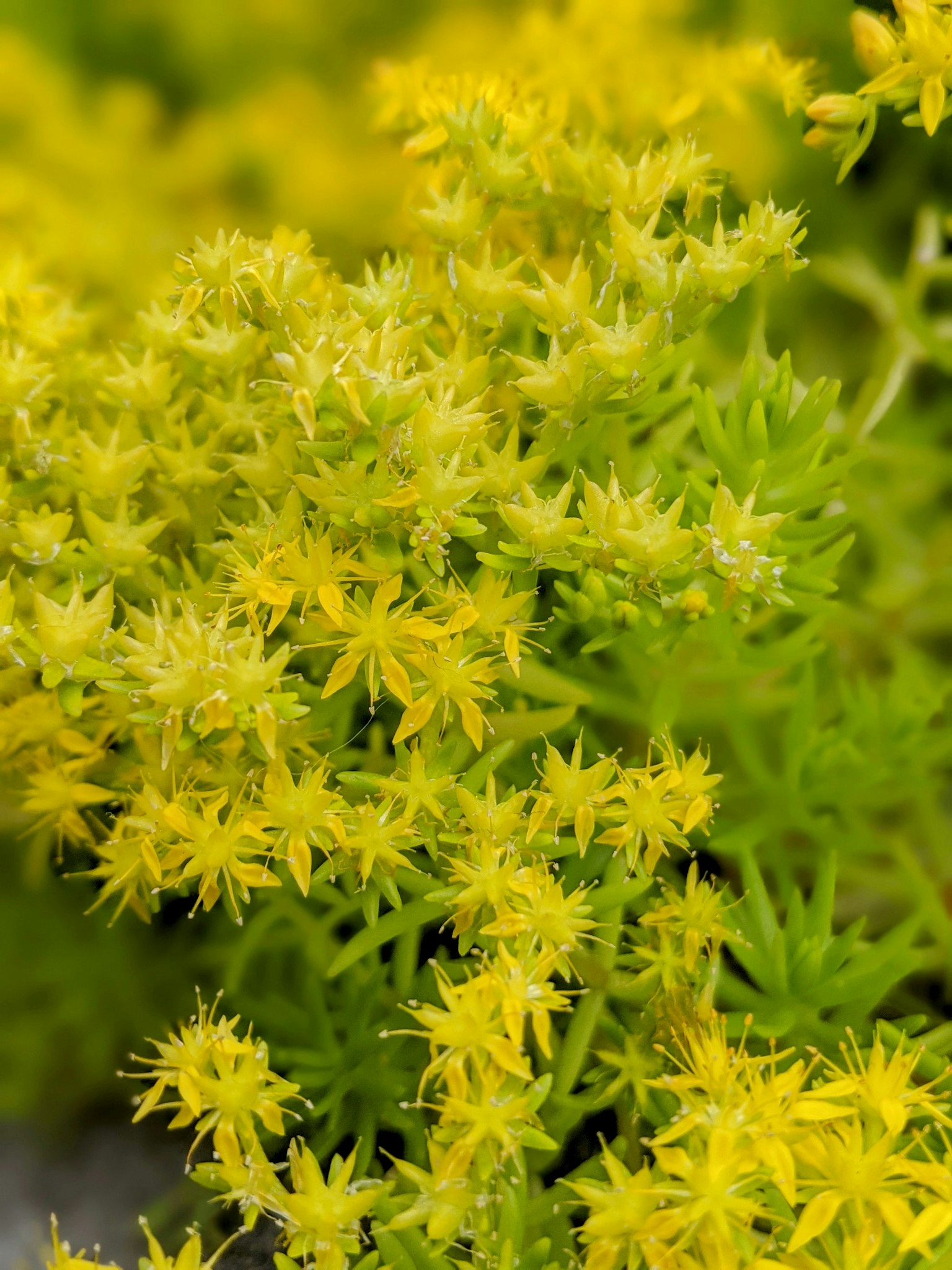 Primer plano de una planta verde con flores amarillas